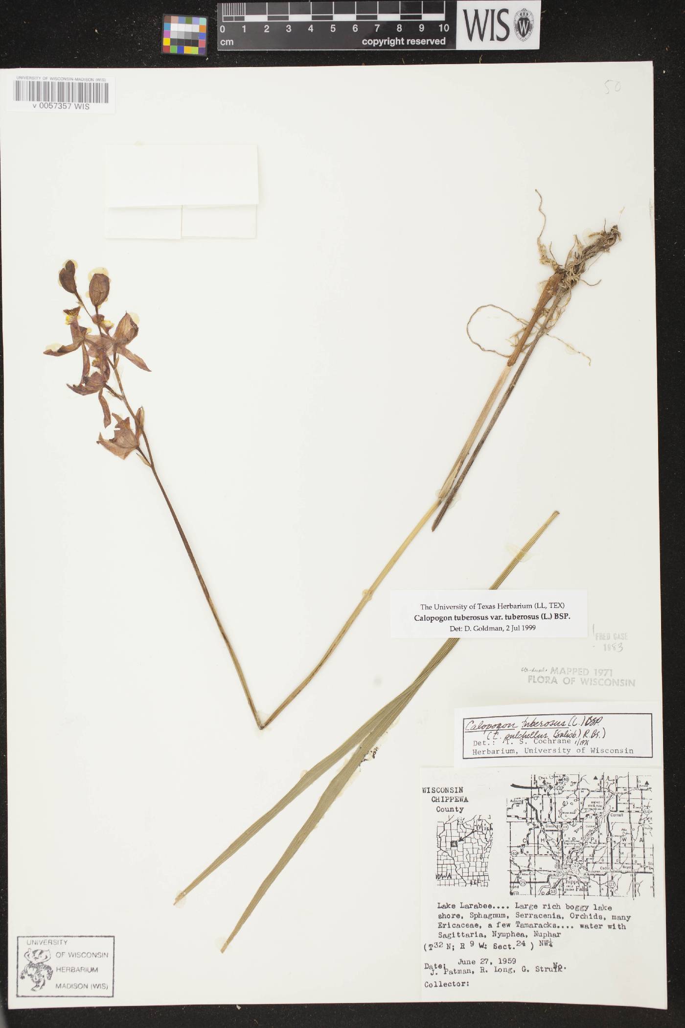 Calopogon tuberosus var. tuberosus image
