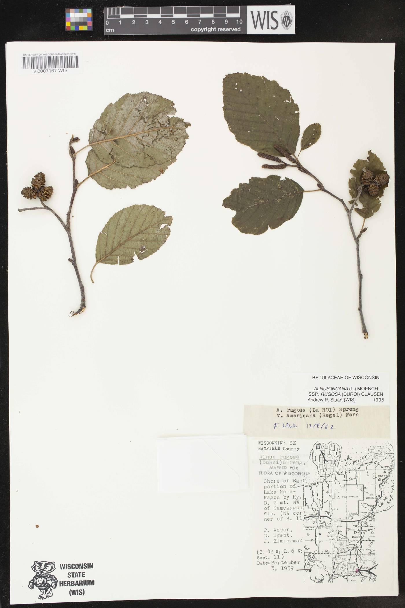 Alnus incana subsp. rugosa image