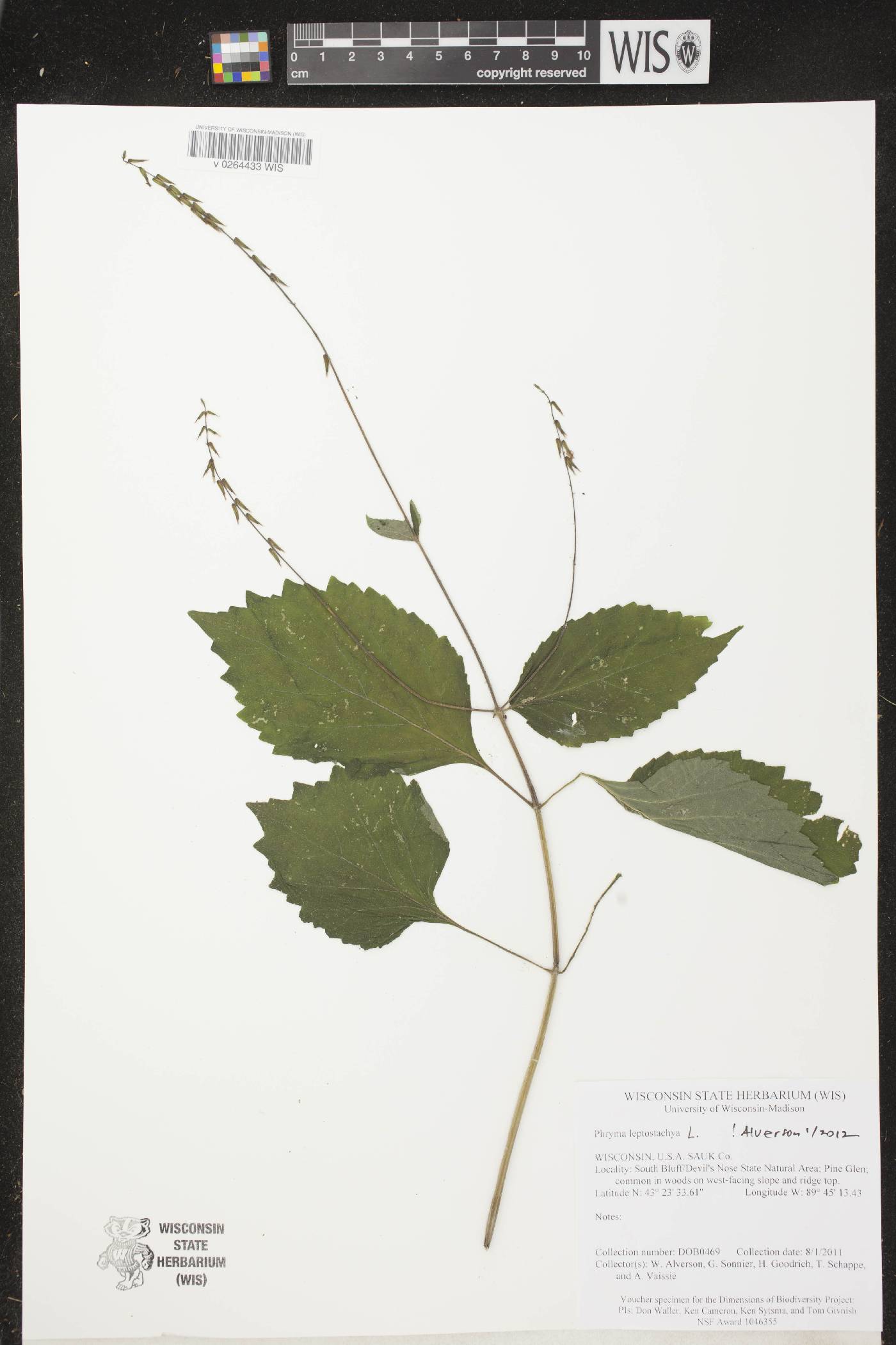 Phryma leptostachya image