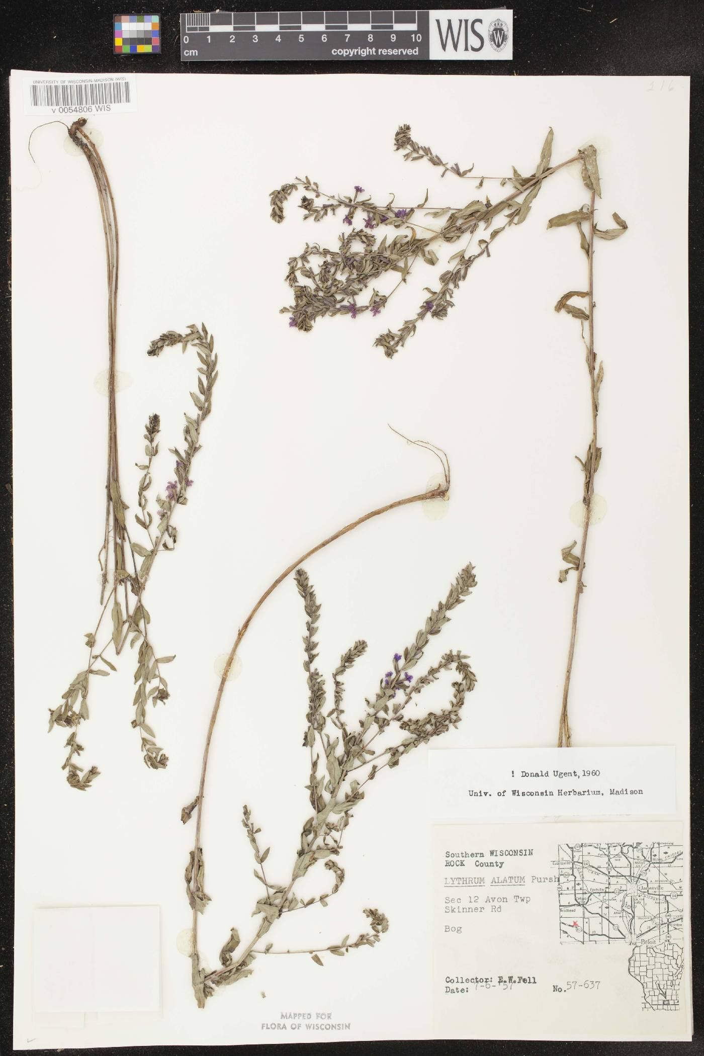 Lythrum alatum var. alatum image