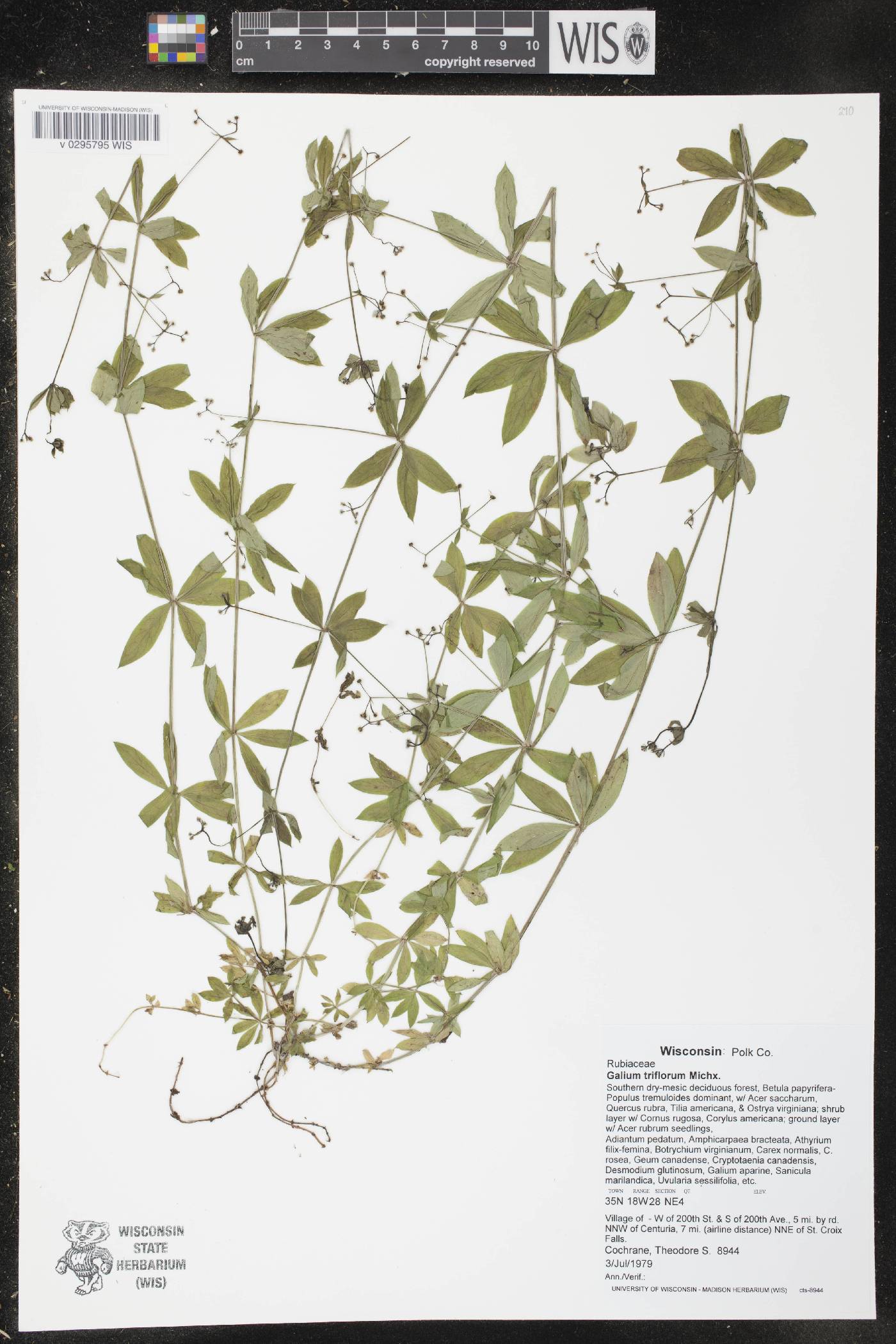 Galium triflorum image