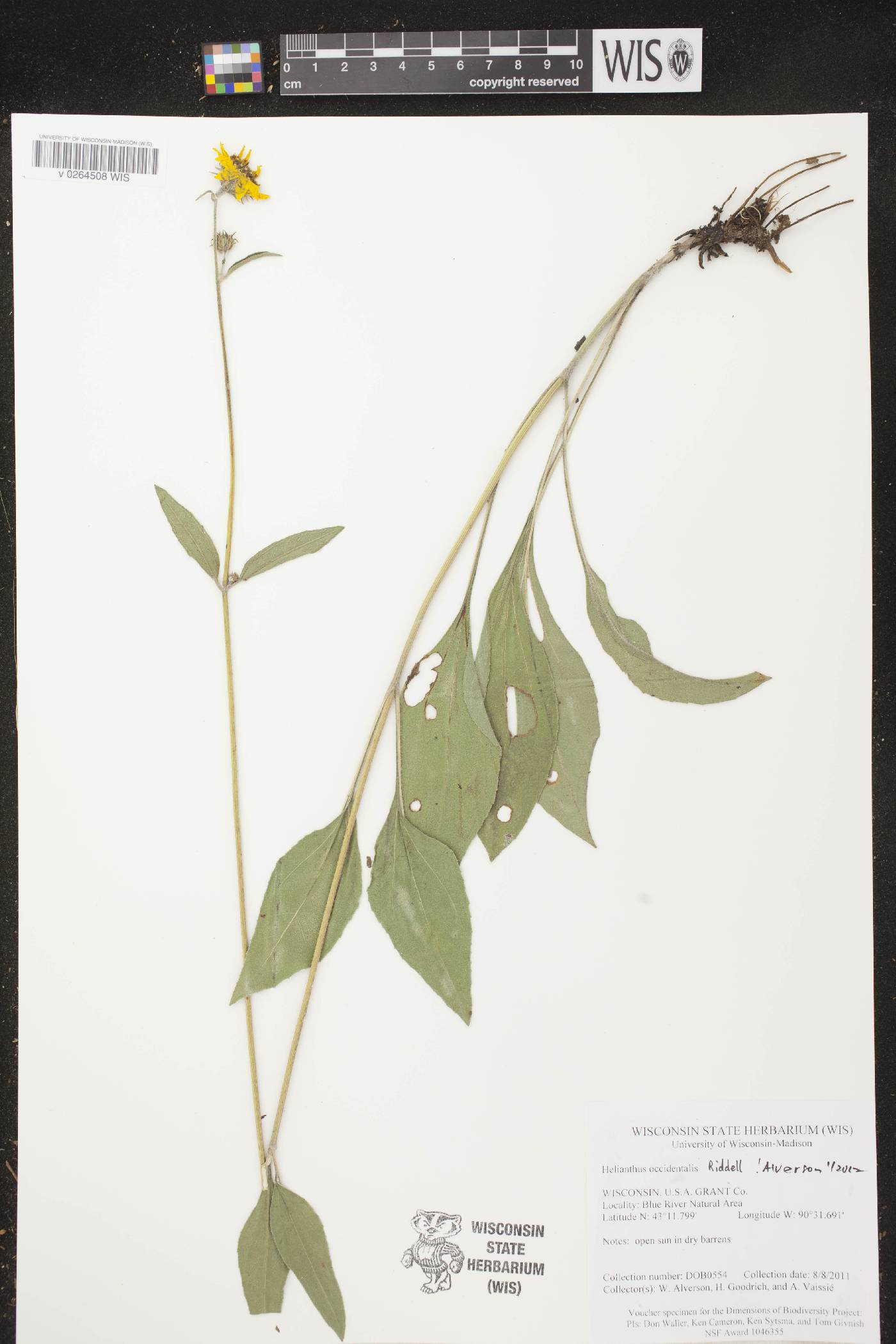 Helianthus occidentalis image
