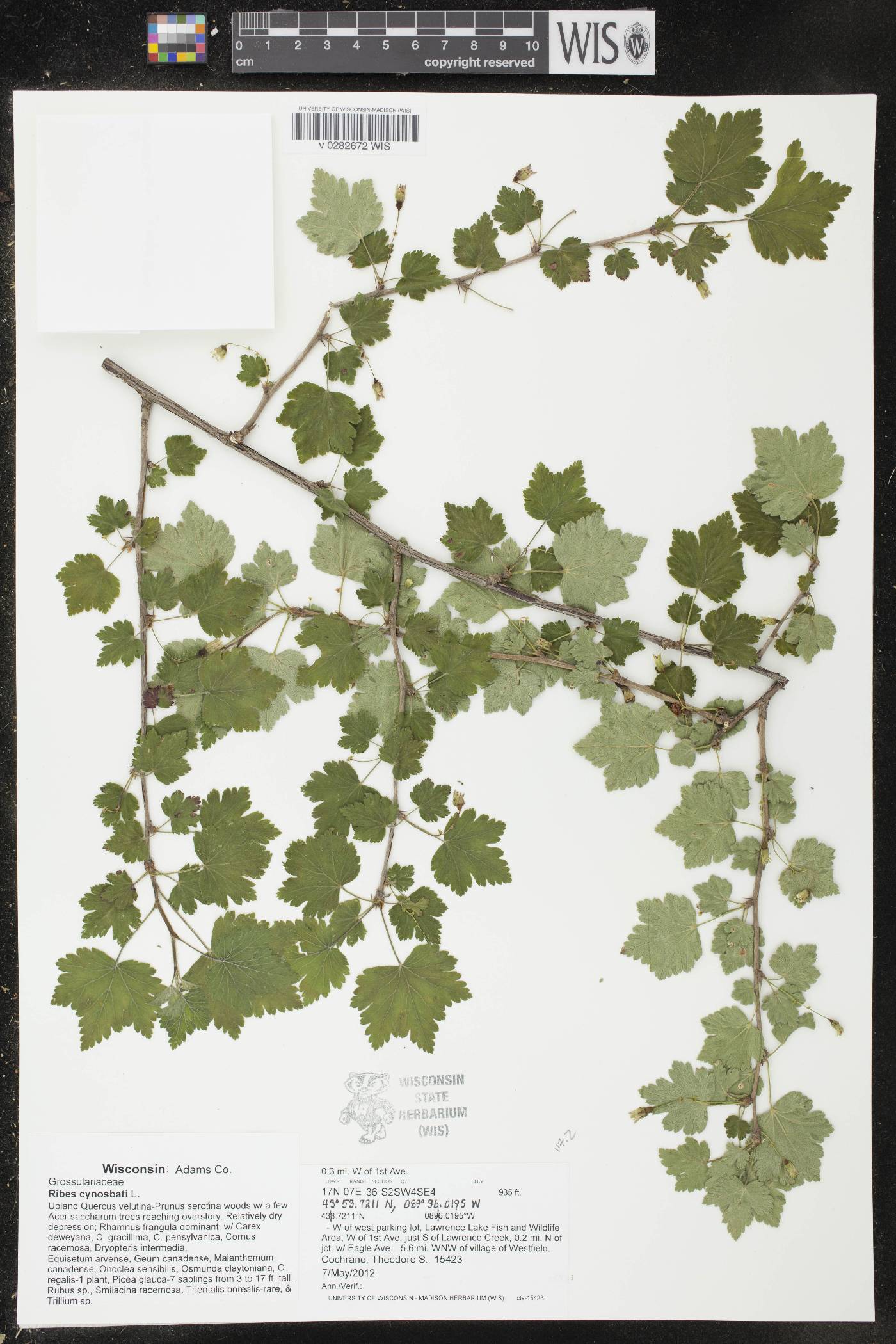 Ribes cynosbati image