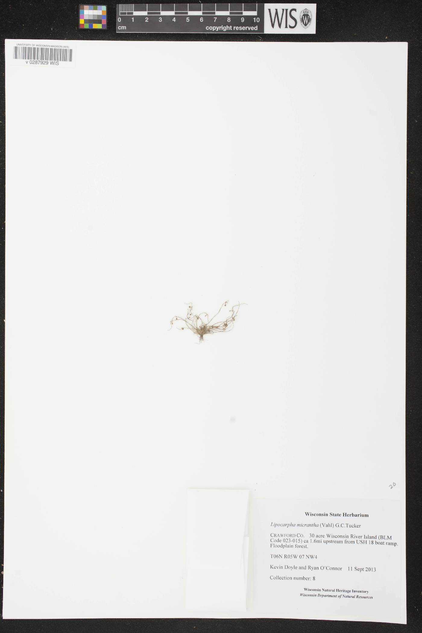 Lipocarpha micrantha image