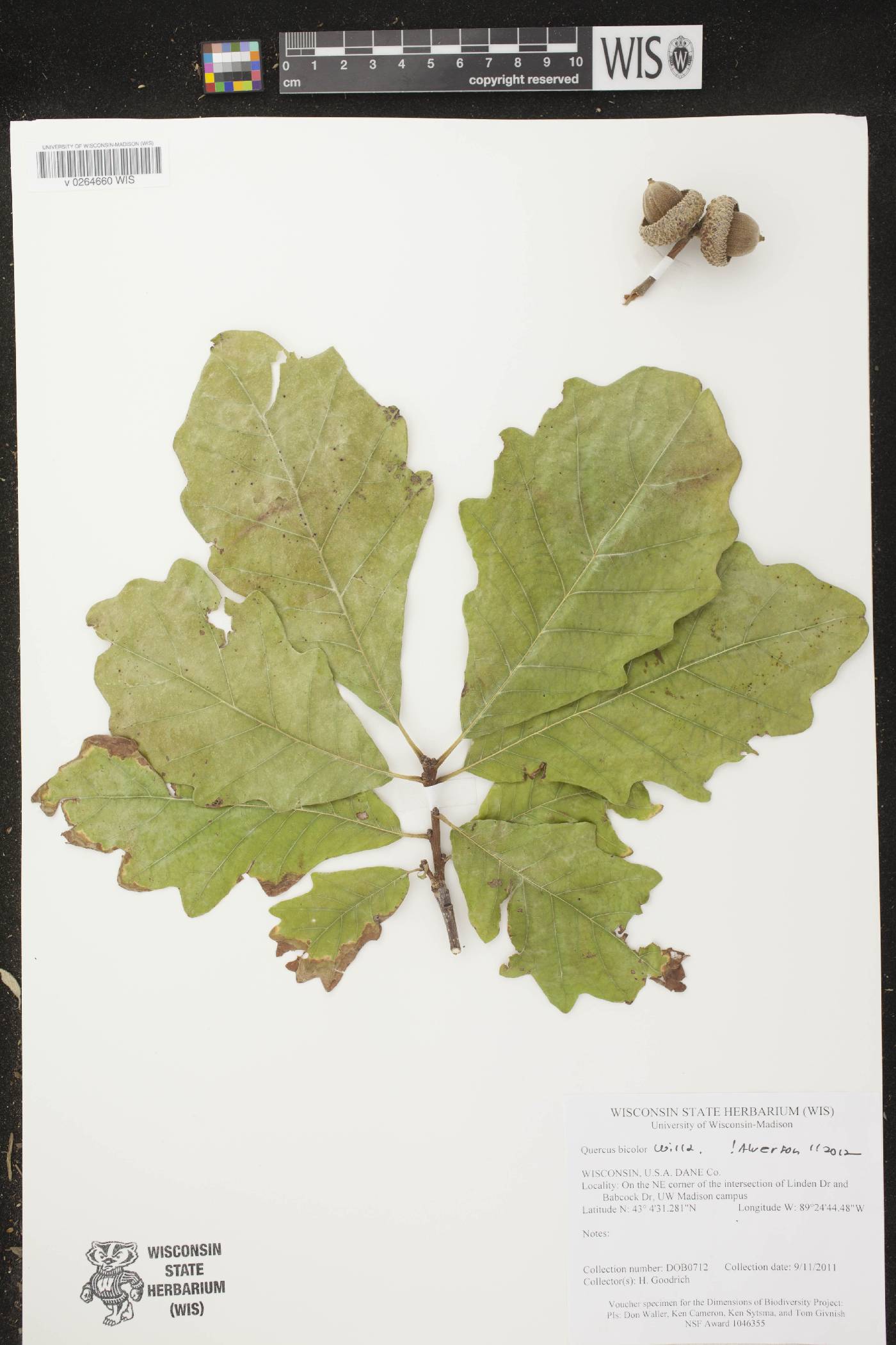 Quercus bicolor image