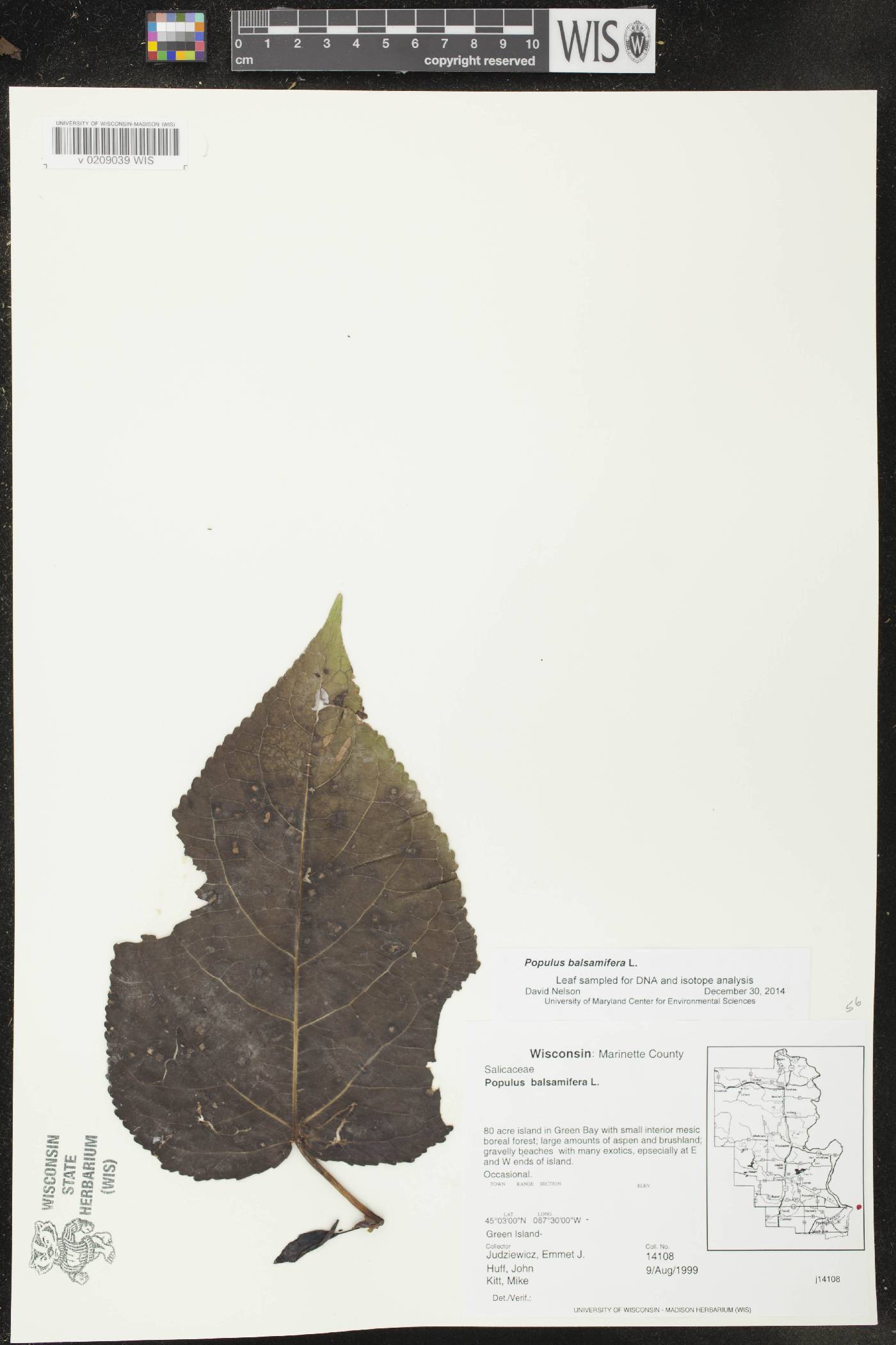 Populus balsamifera image