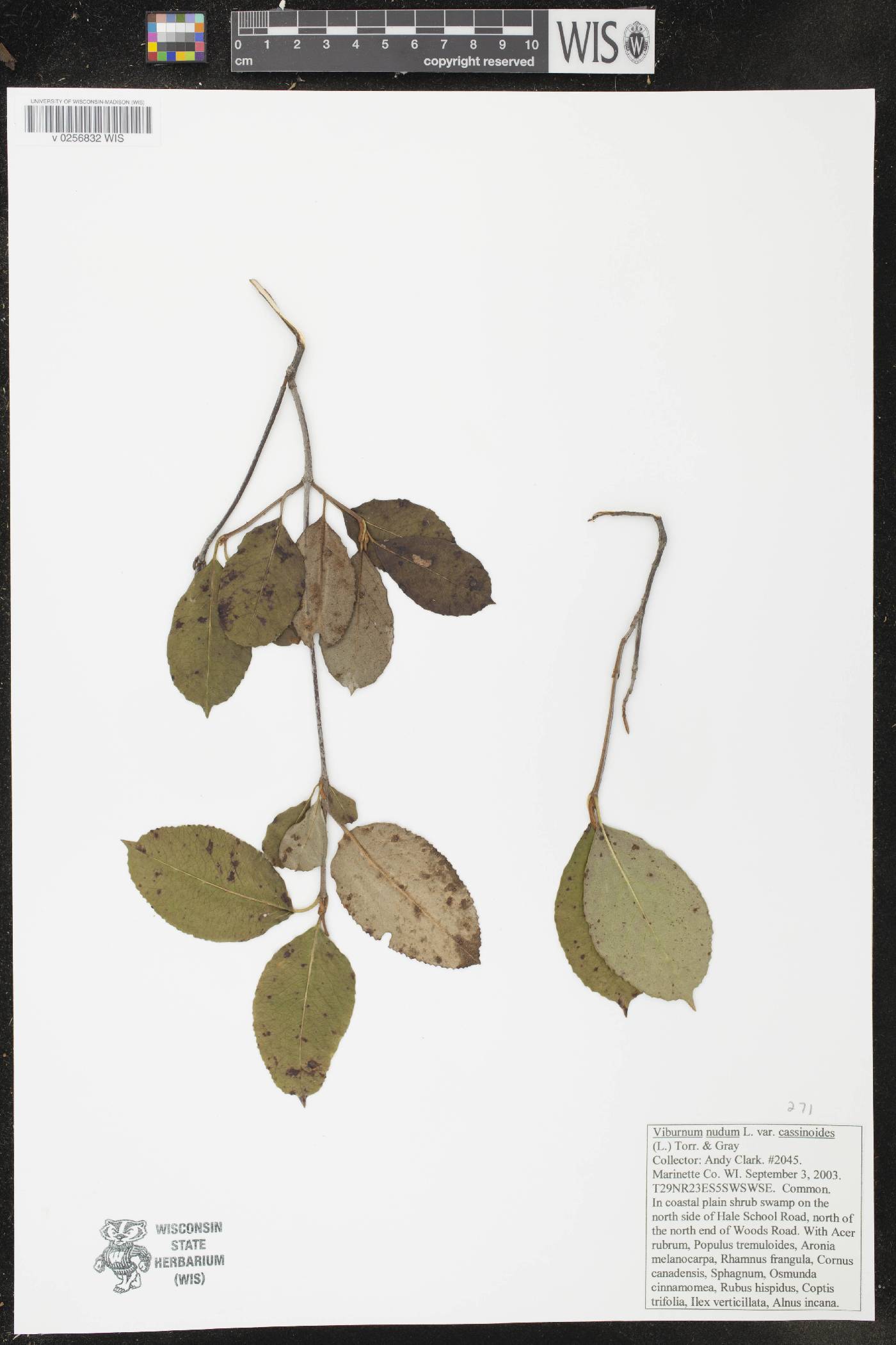 Viburnum cassinoides image