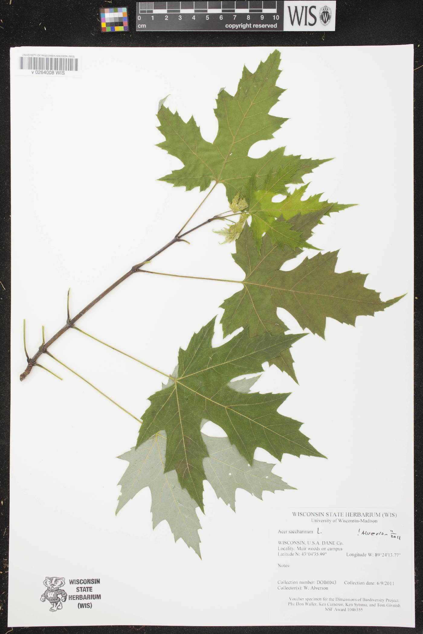 Acer saccharinum image