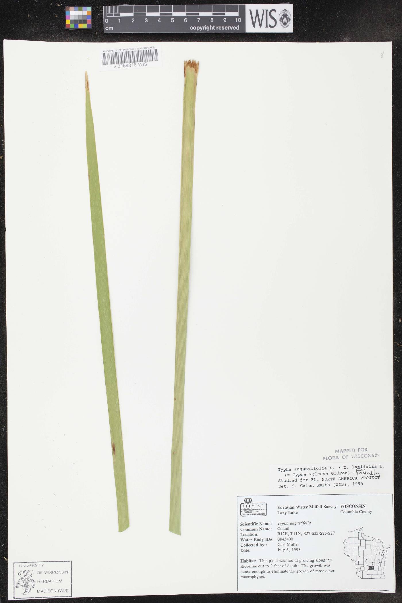 Typha X glauca image