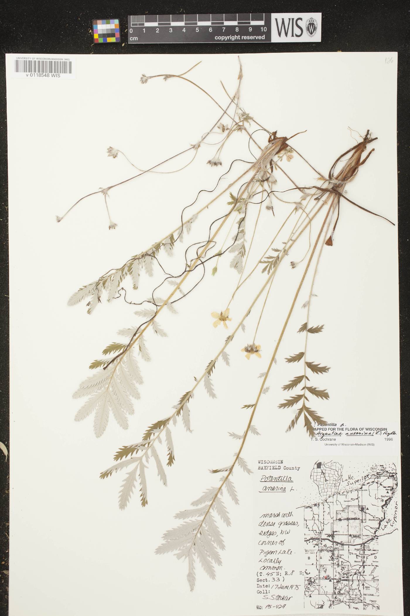Potentilla anserina subsp. anserina image