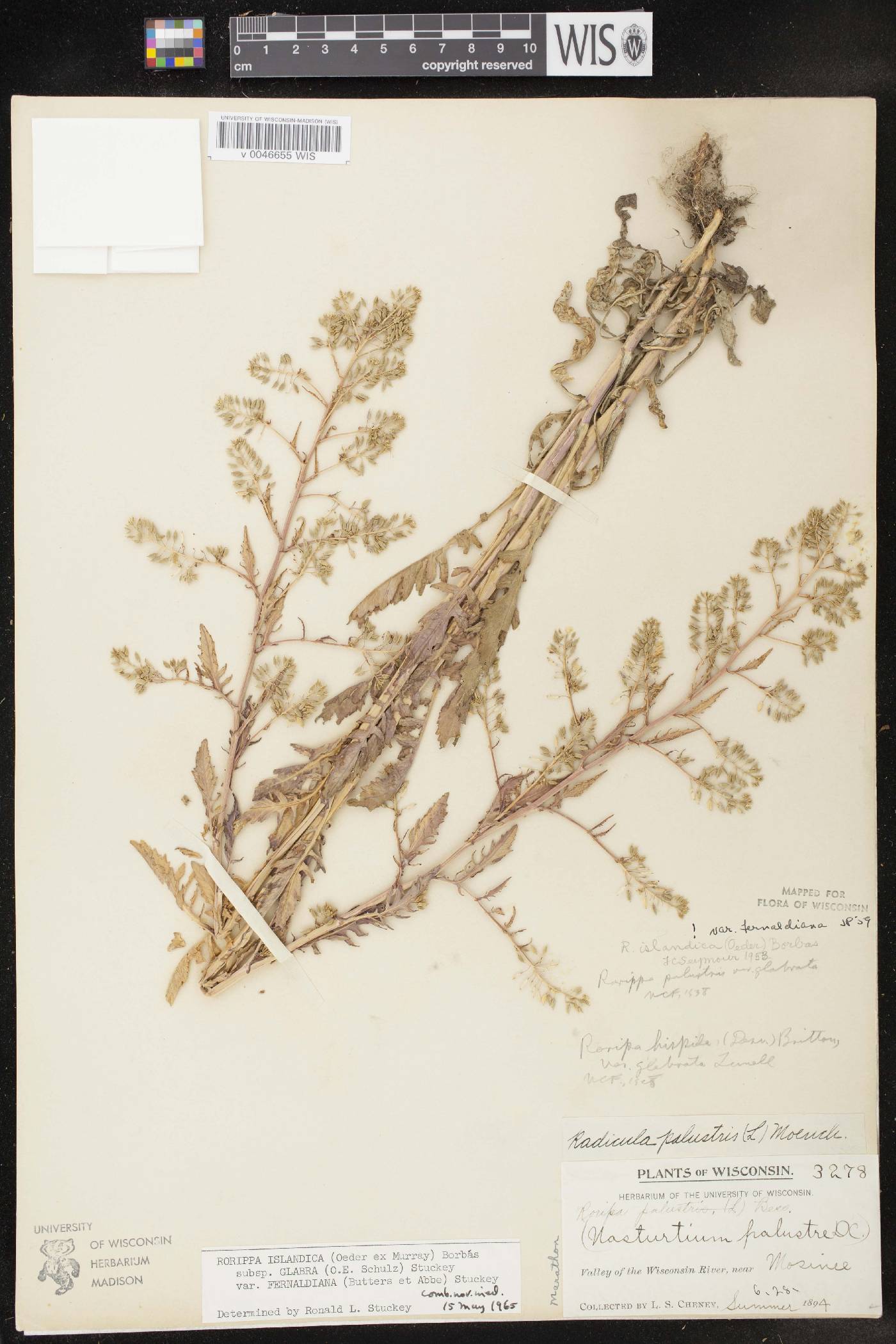 Rorippa palustris subsp. palustris image