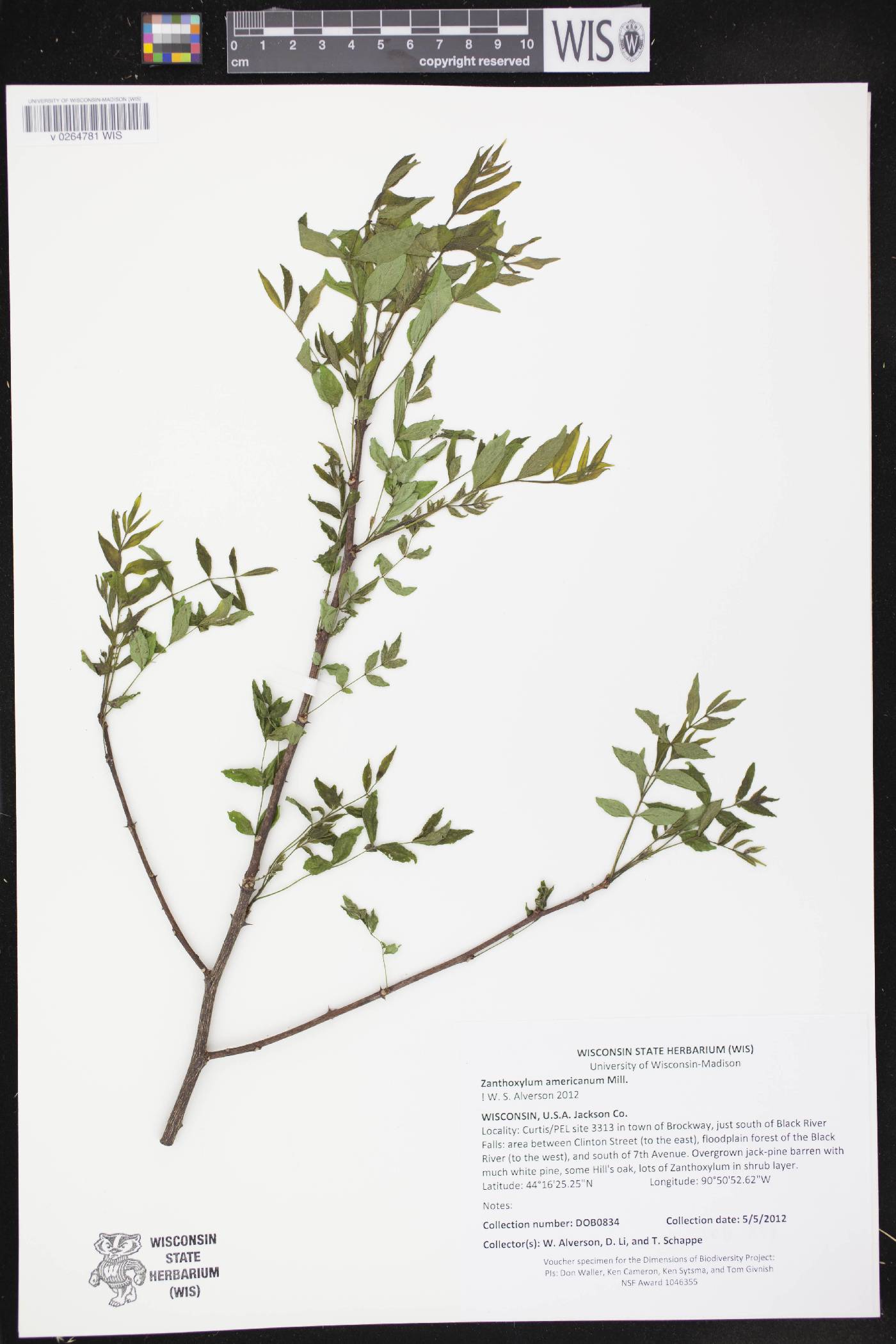 Zanthoxylum americanum image