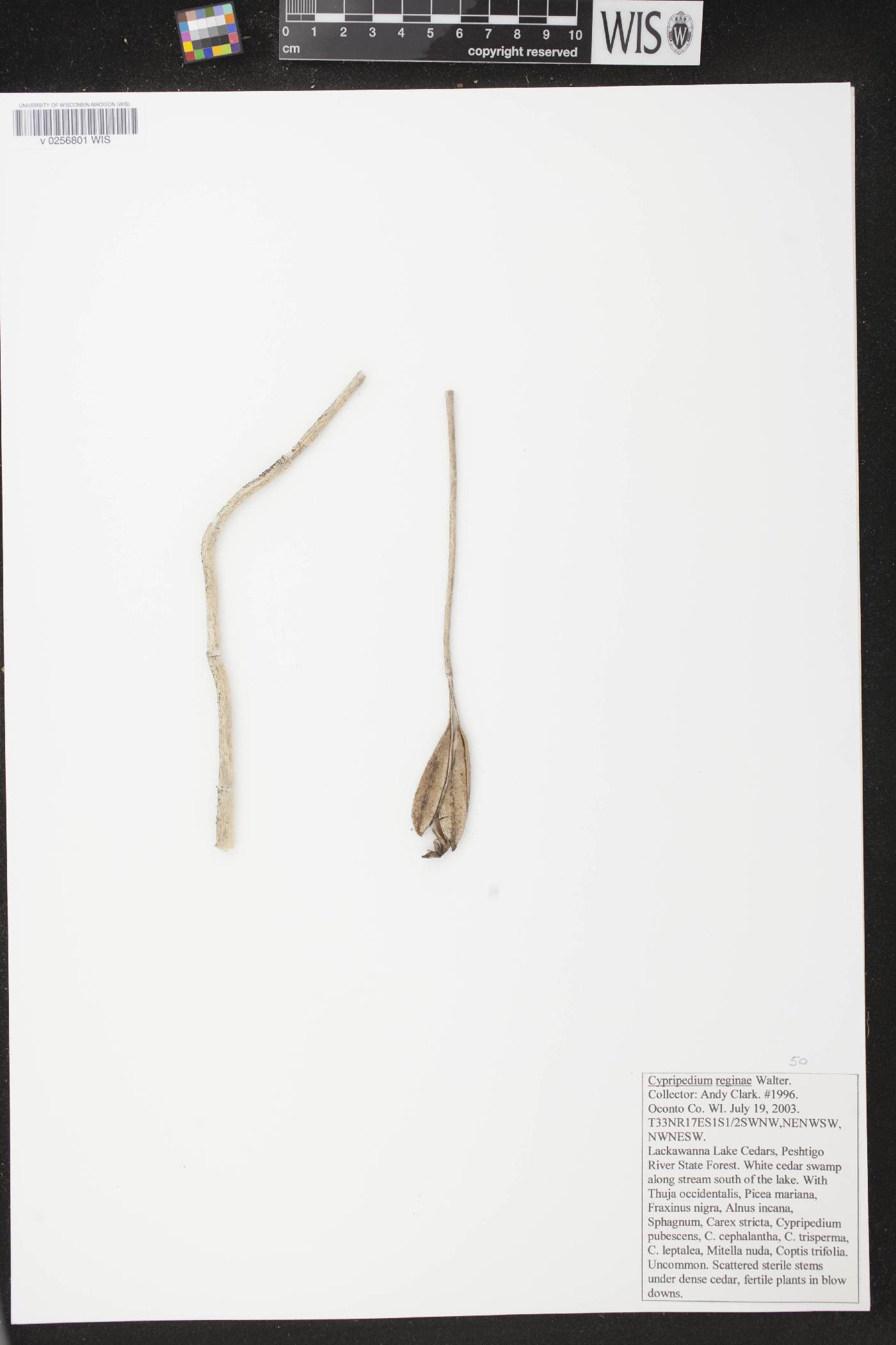 Cypripedium reginae image