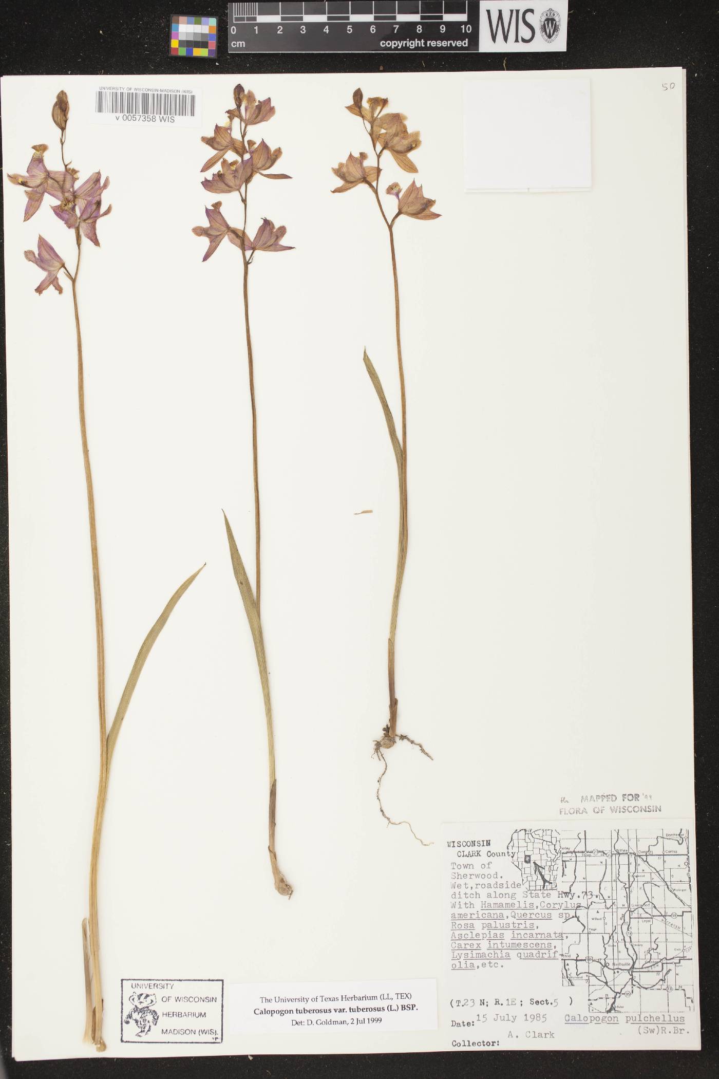 Calopogon tuberosus var. tuberosus image
