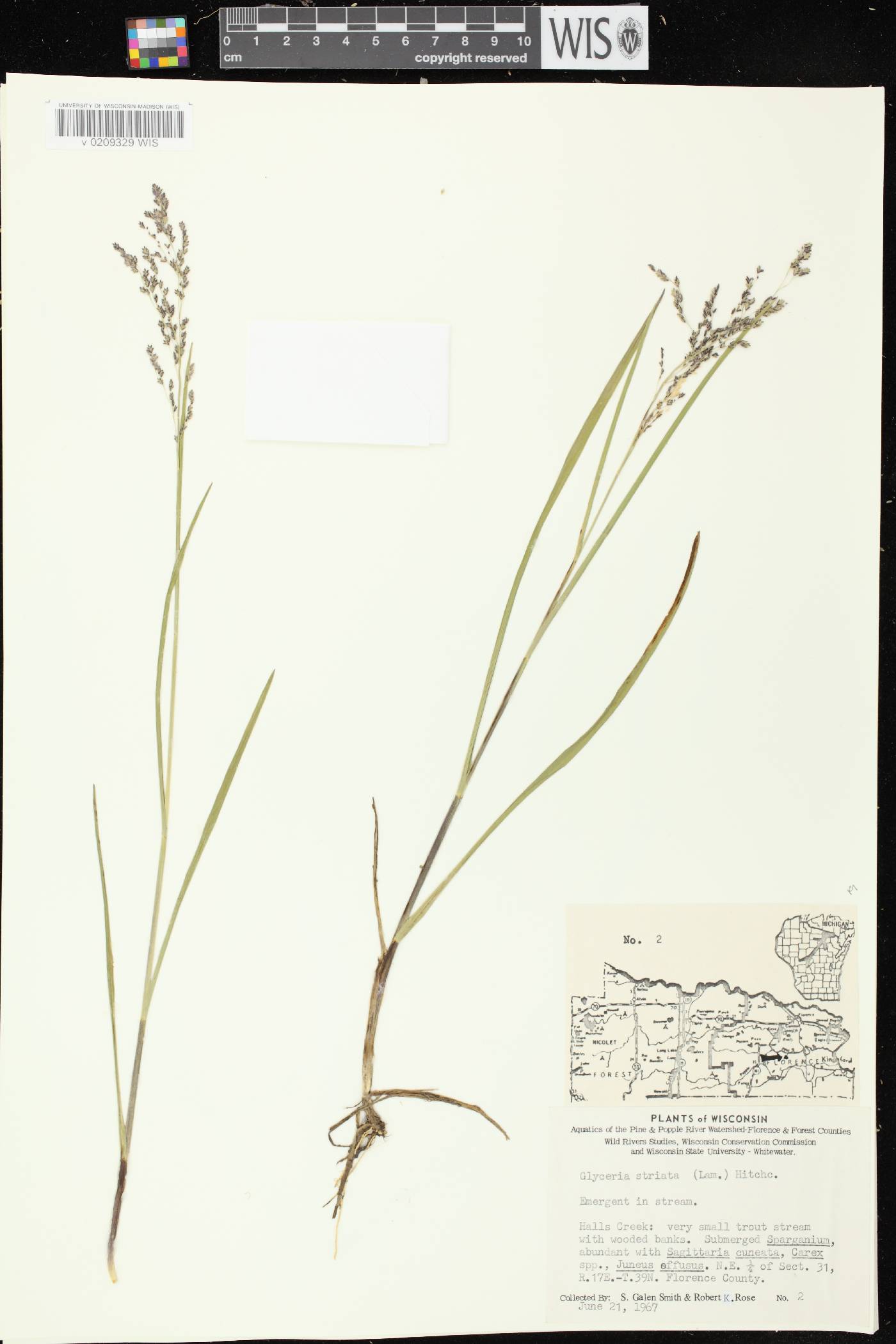 Glyceria striata image