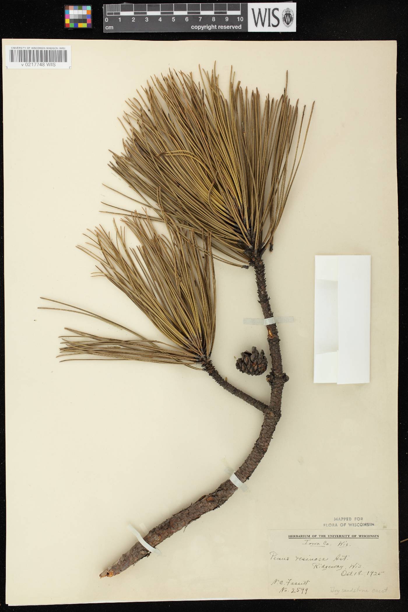 Pinus resinosa image