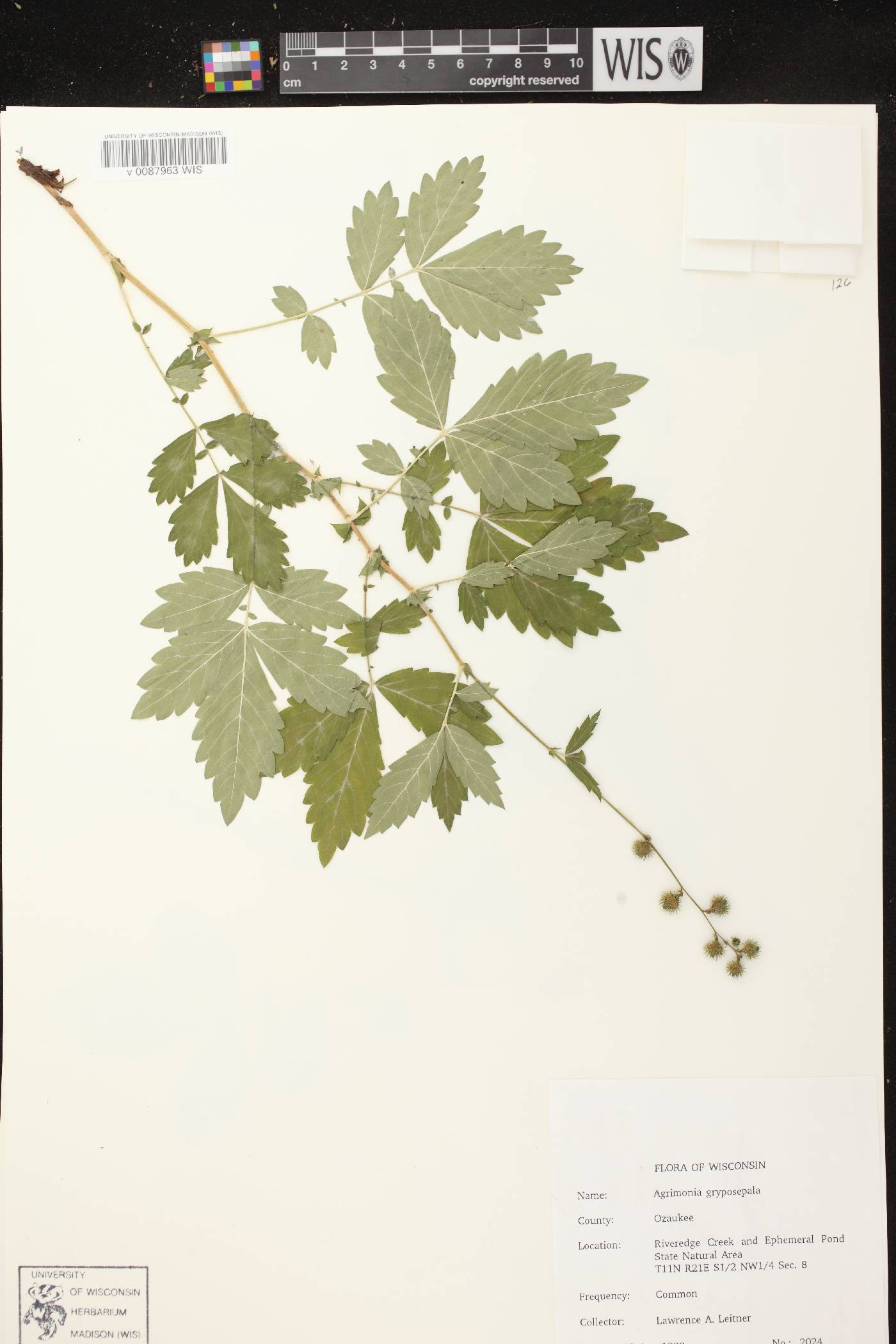 Agrimonia gryposepala image