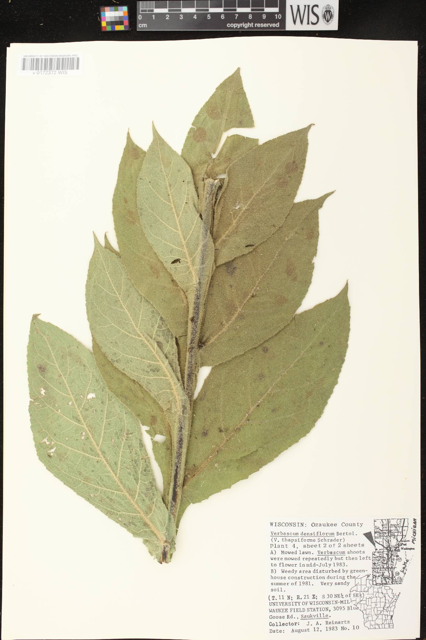 Verbascum densiflorum image