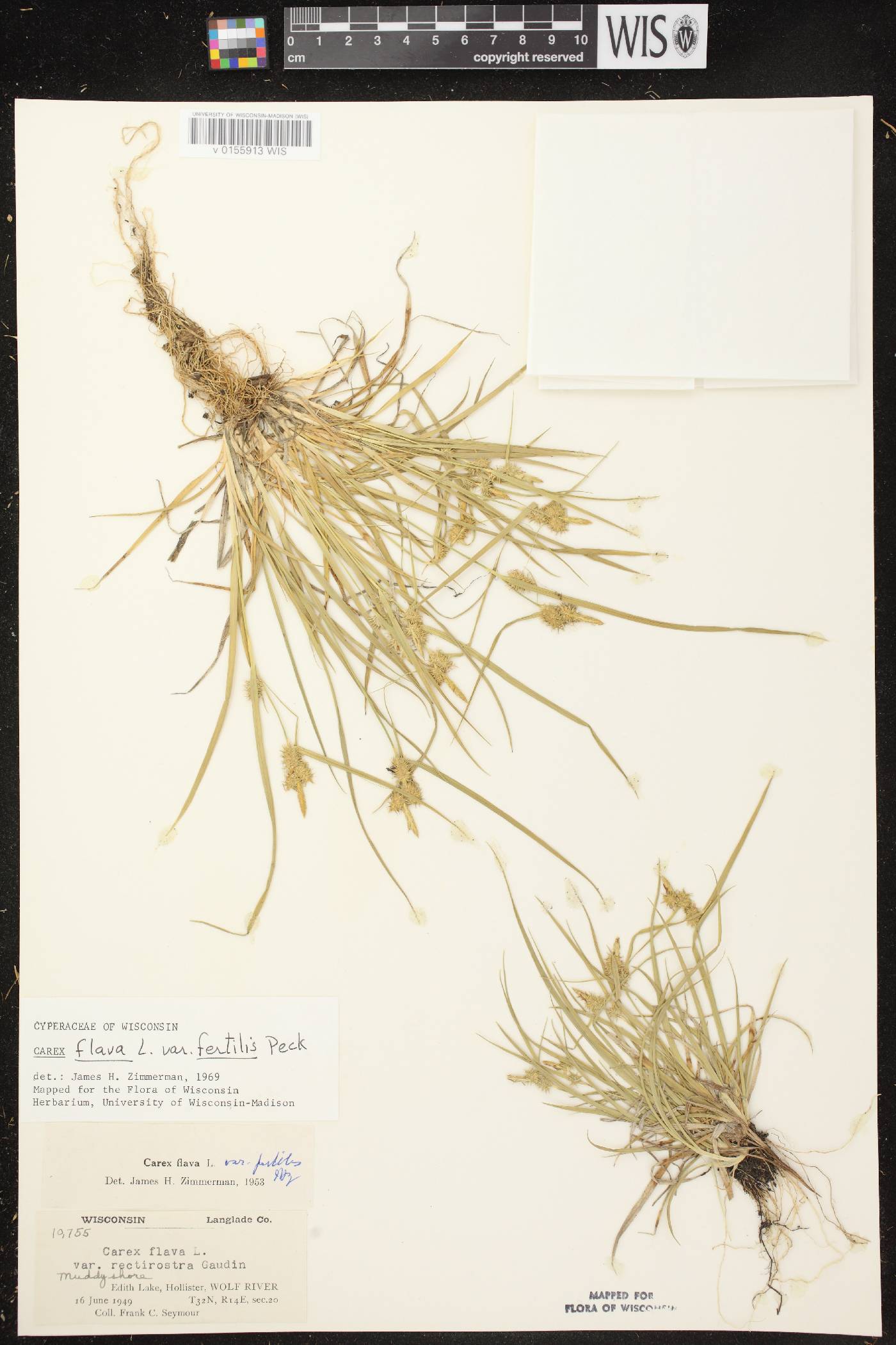 Carex cryptolepis image