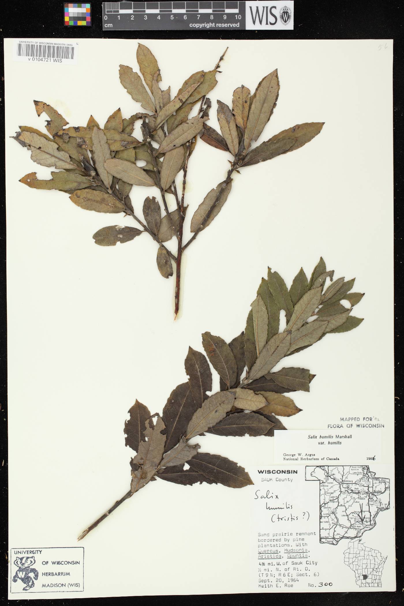 Salix humilis var. humilis image