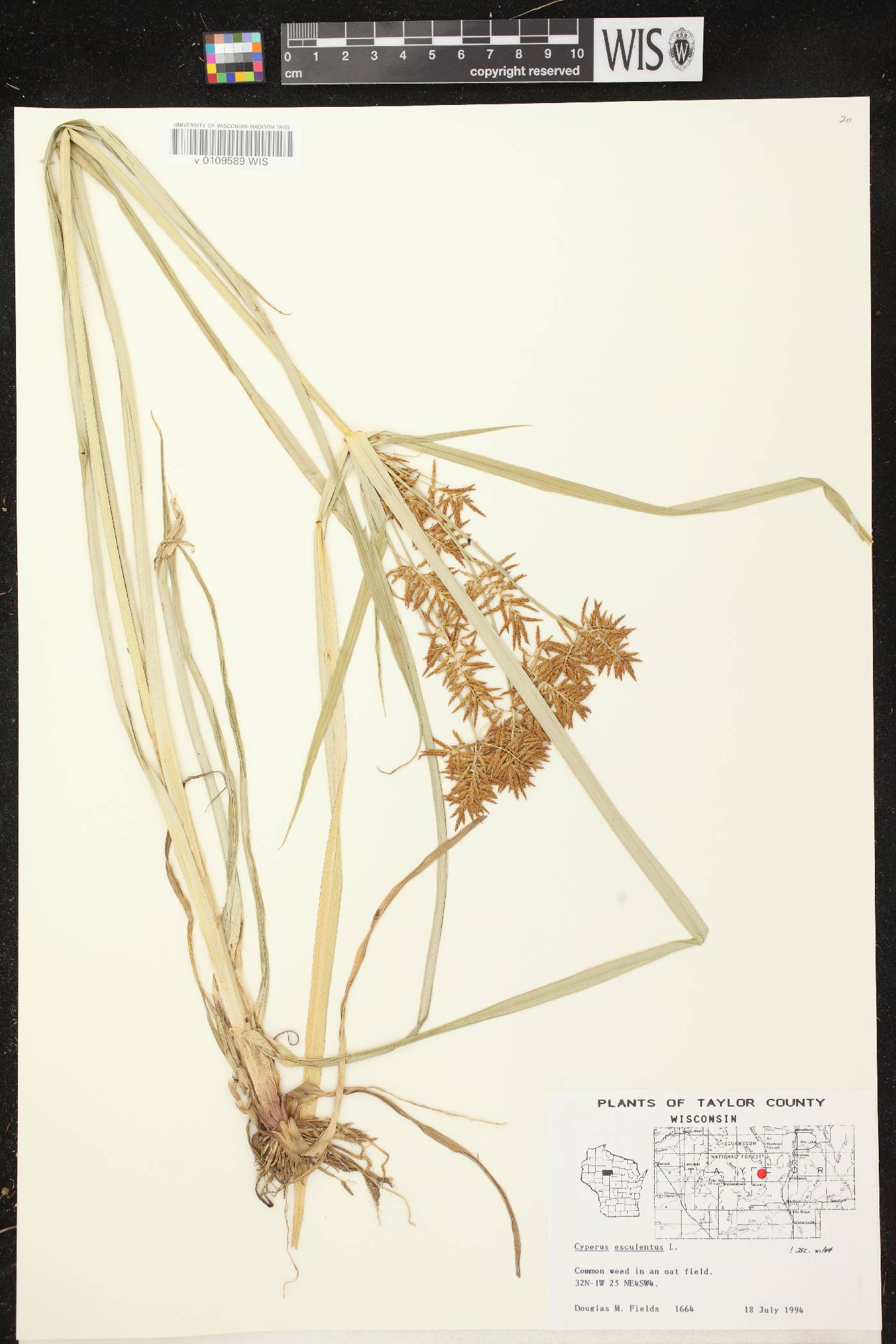 Cyperus esculentus var. leptostachyus image