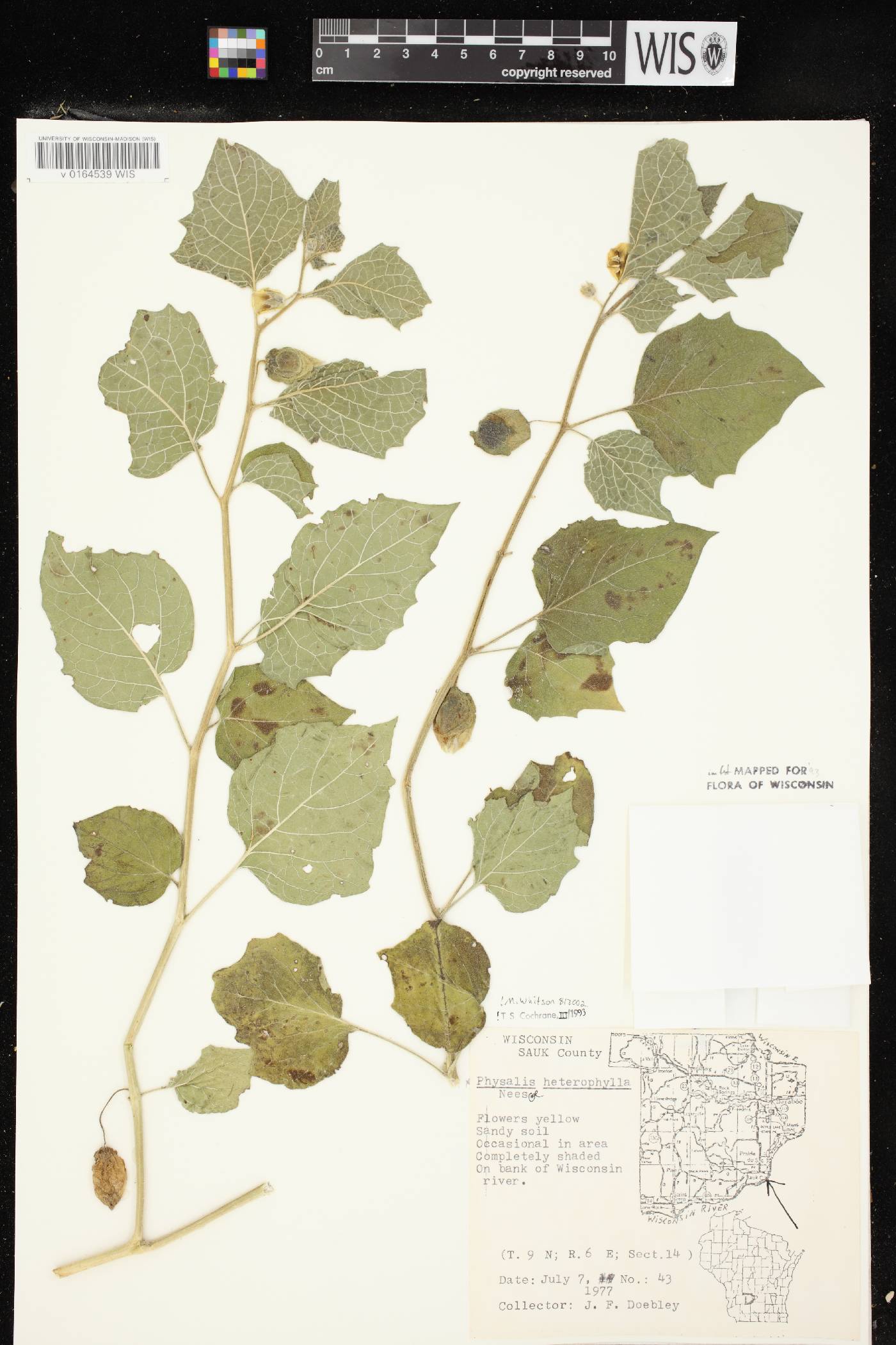 Physalis heterophylla var. heterophylla image