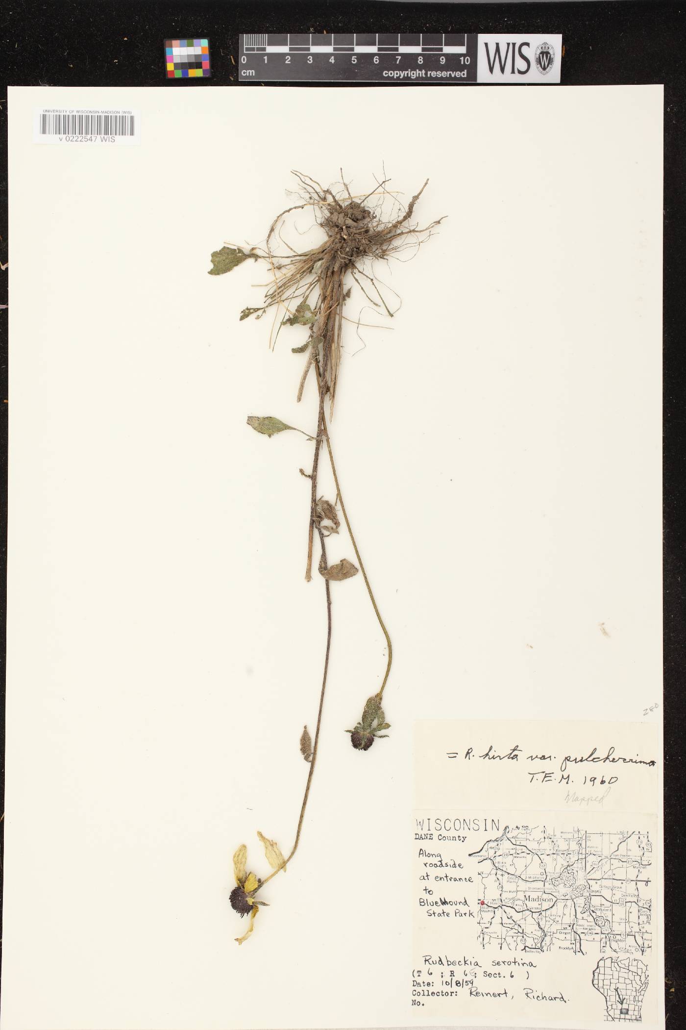 Rudbeckia hirta image