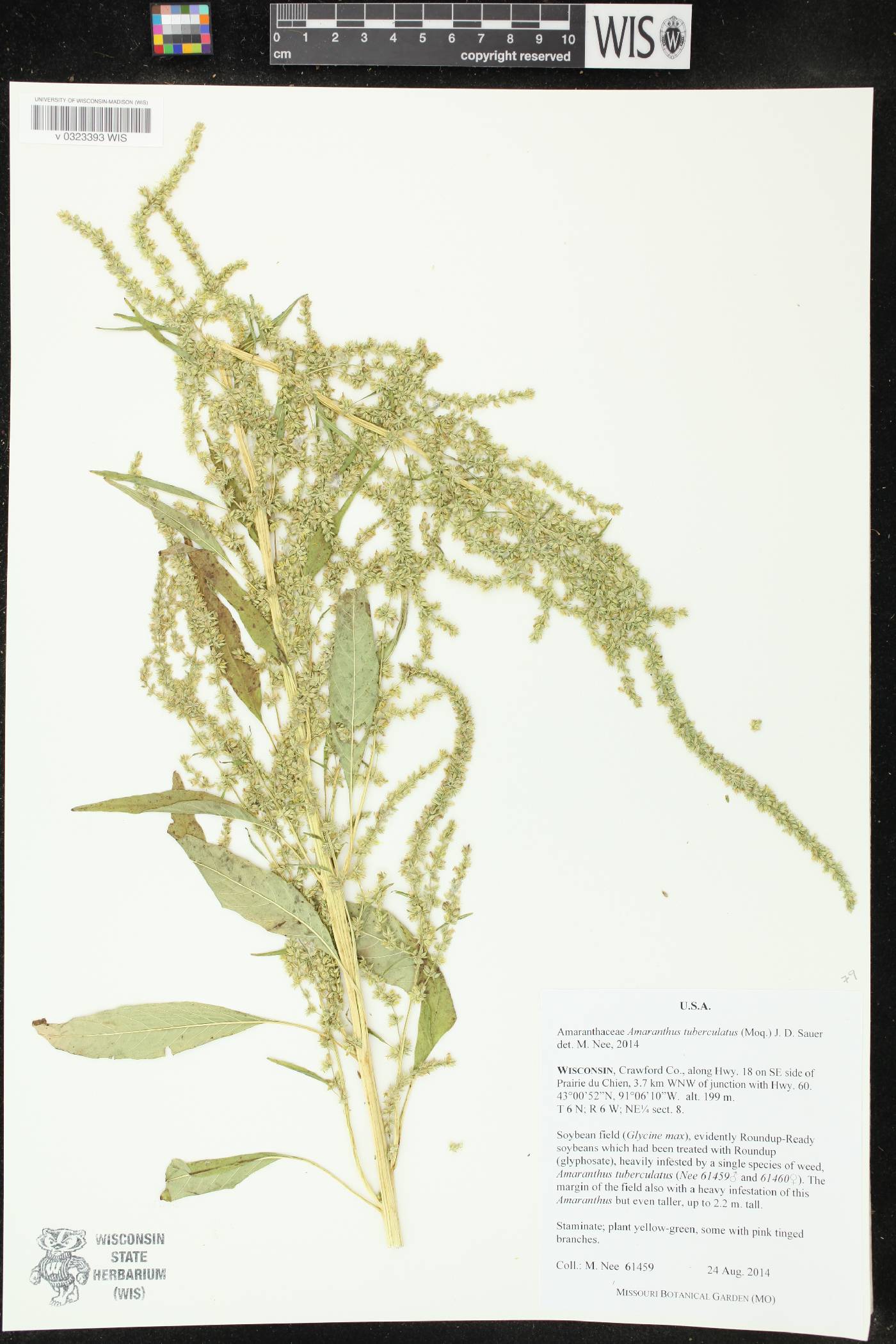 Amaranthus tuberculatus image