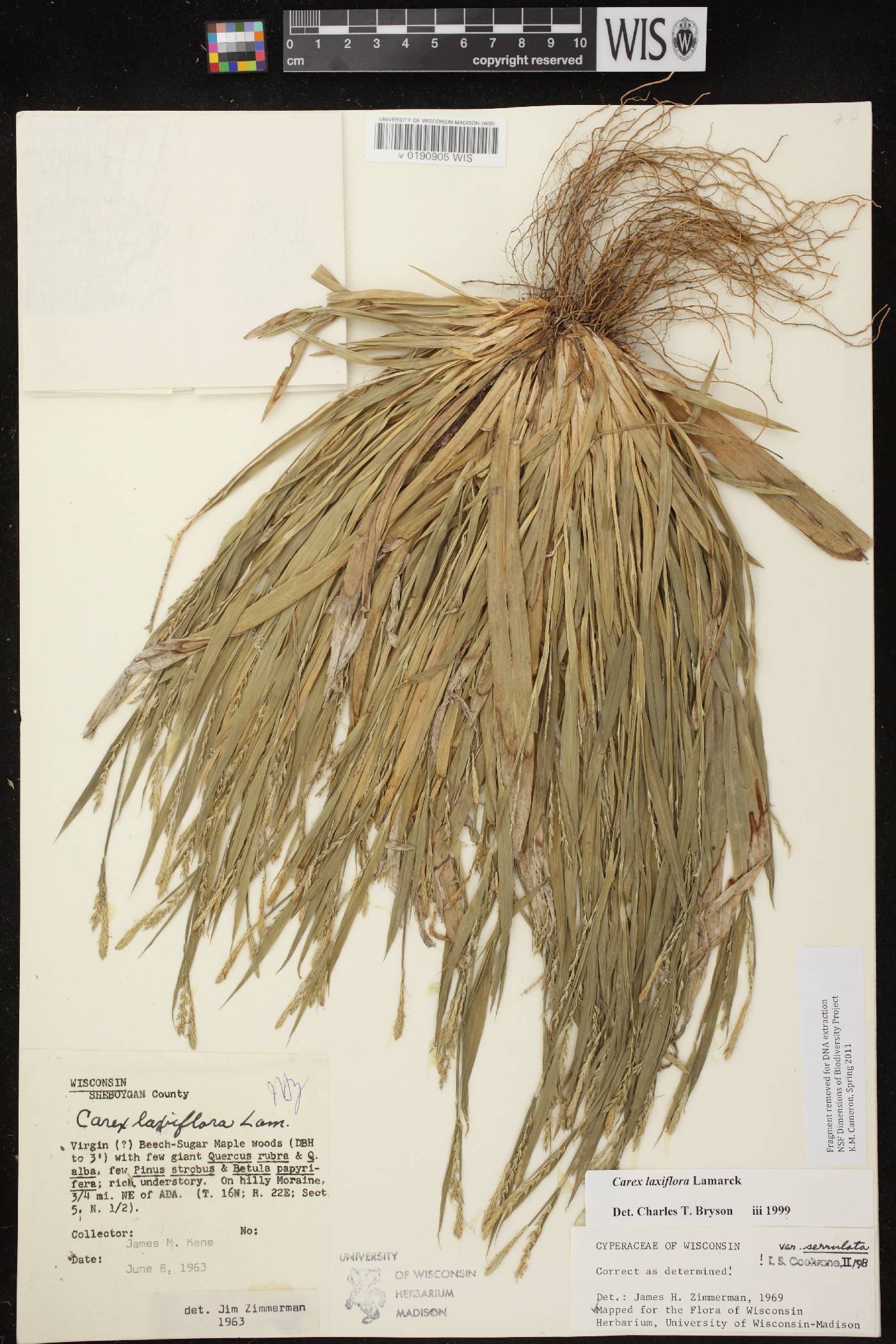 Carex laxiflora image