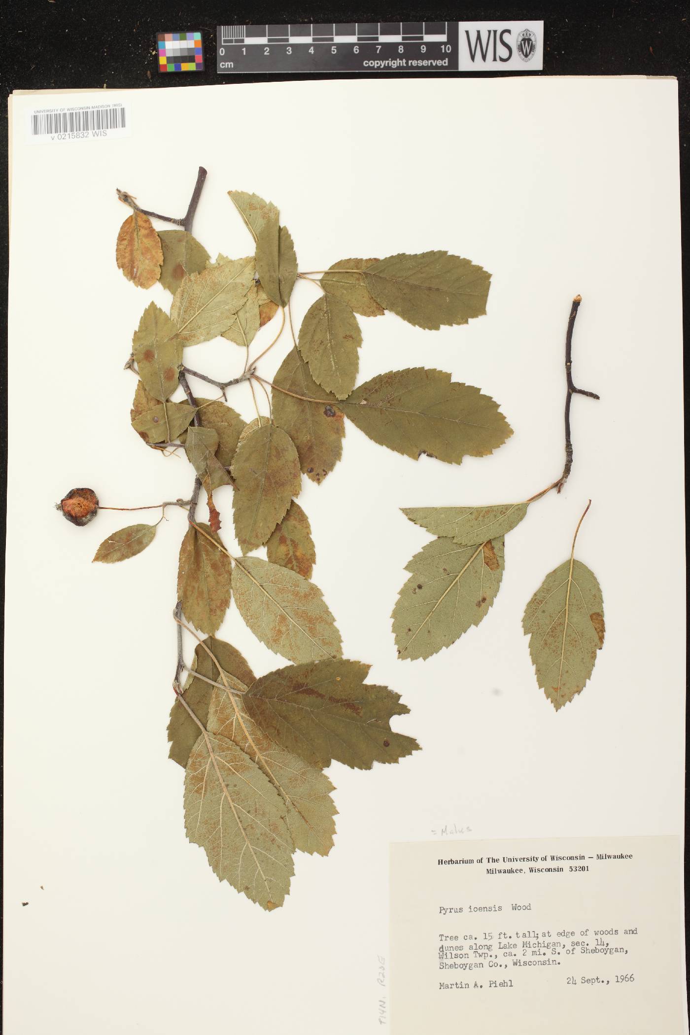 Malus ioensis image