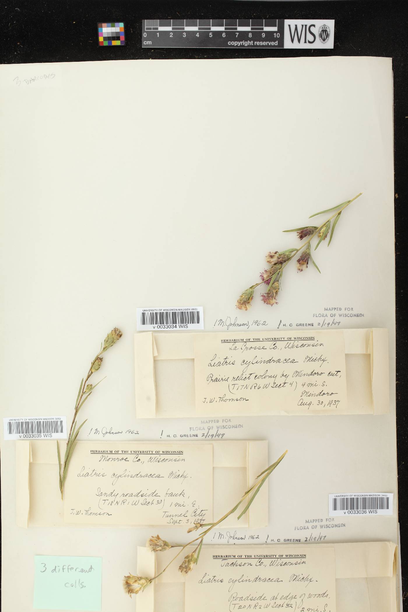 Liatris cylindracea image