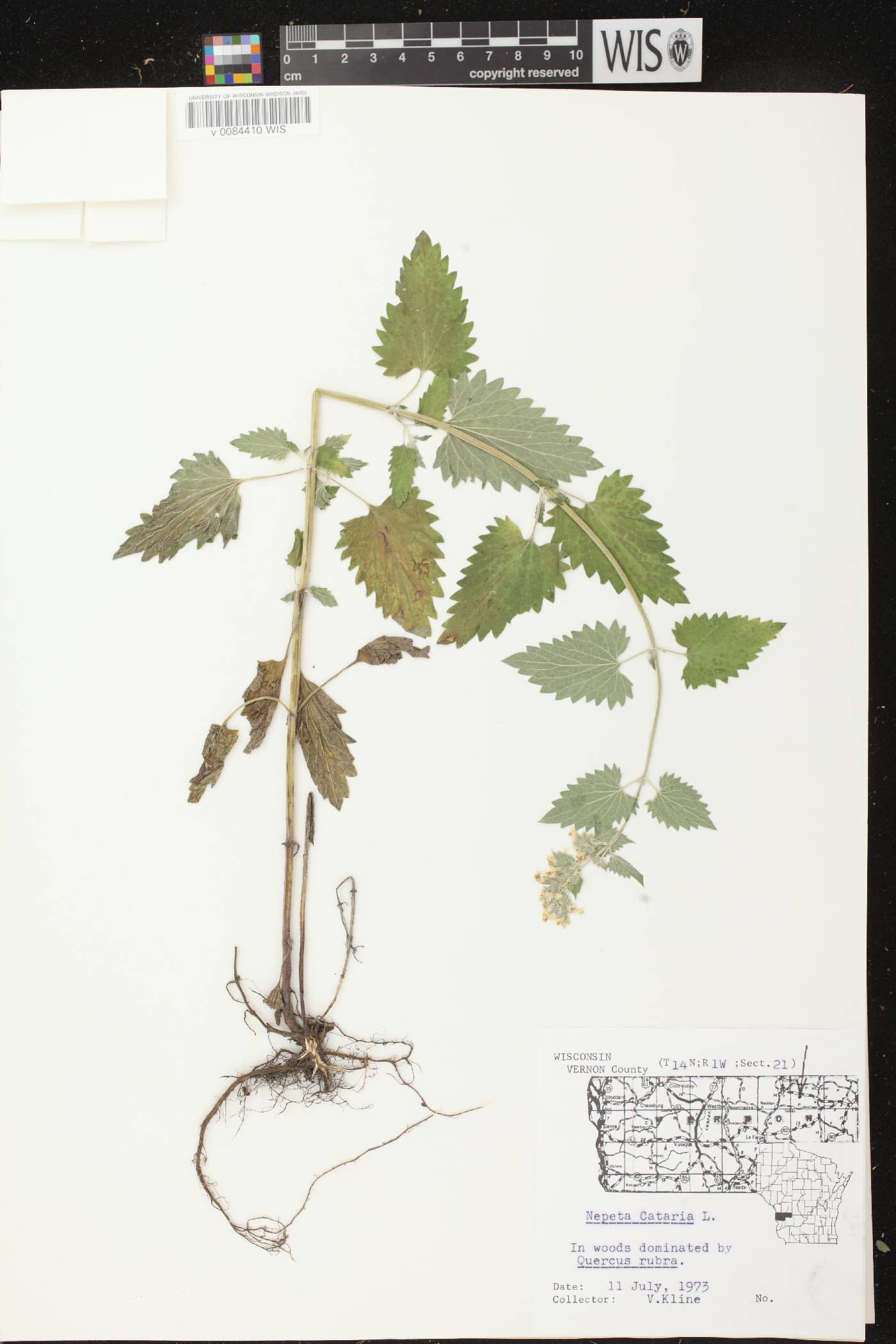 Nepeta cataria image
