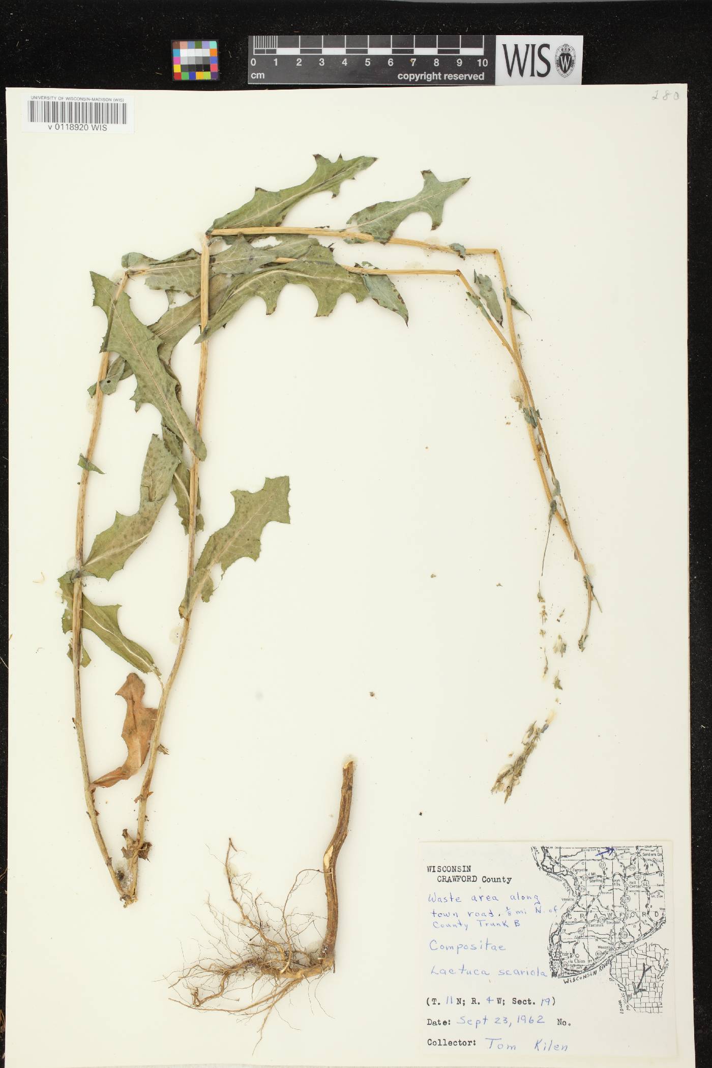 Lactuca serriola image