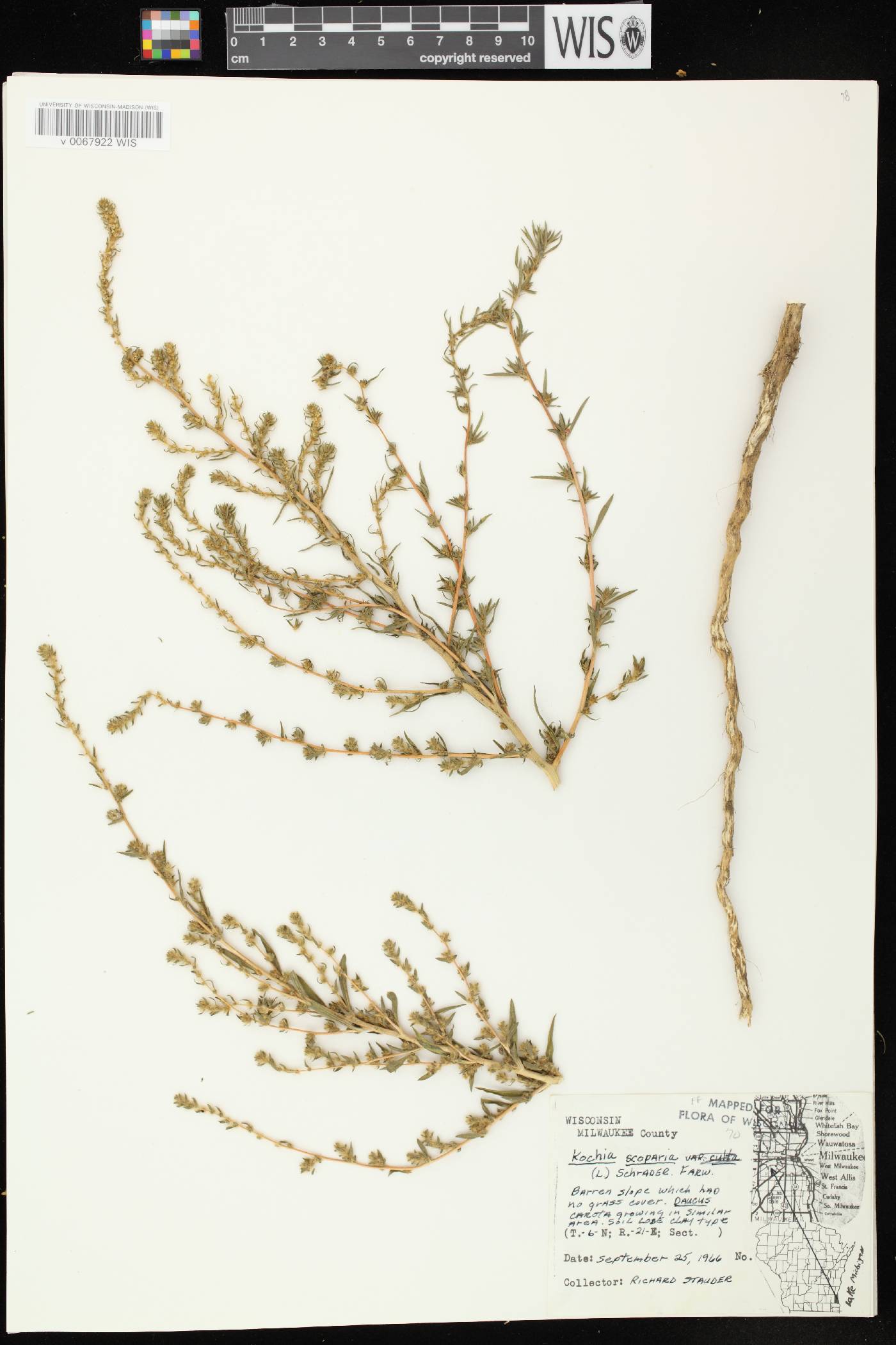 Bassia scoparia image