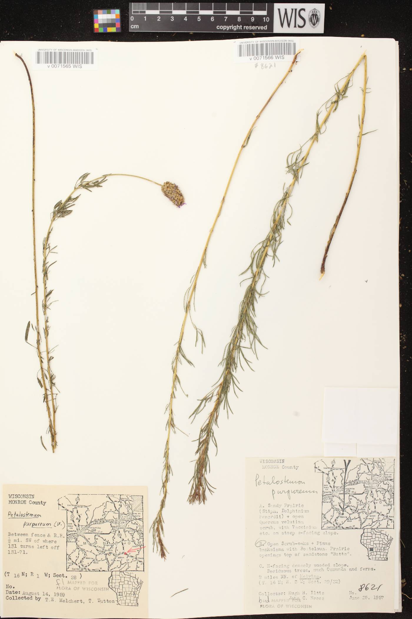 Dalea purpurea var. purpurea image