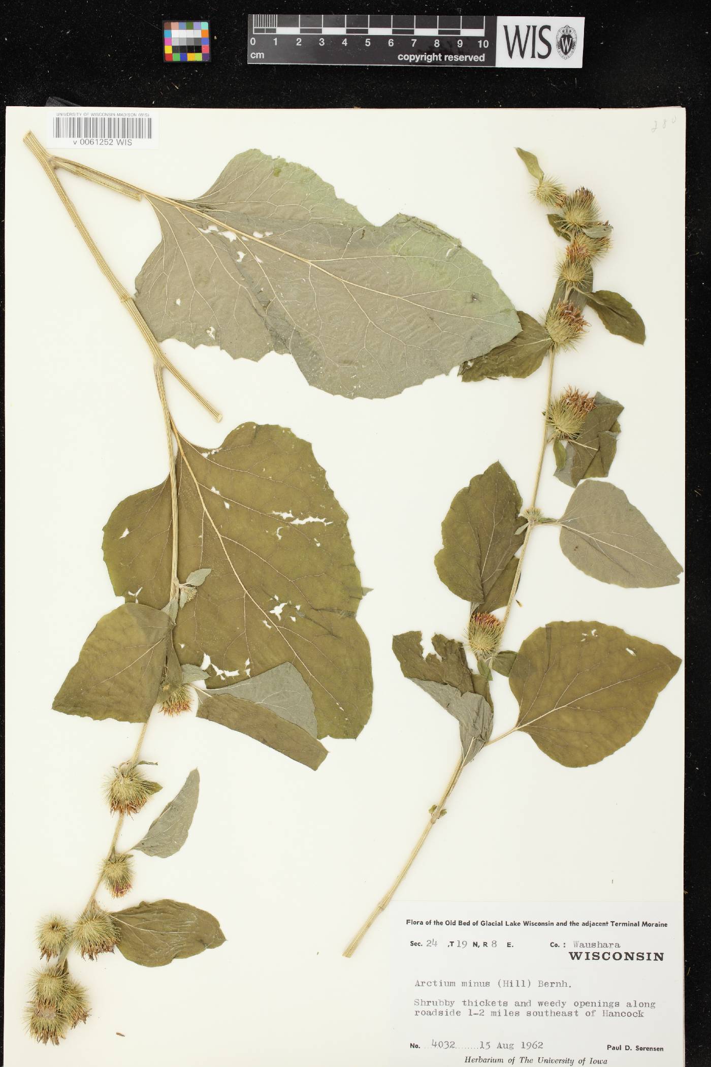 Arctium minus image