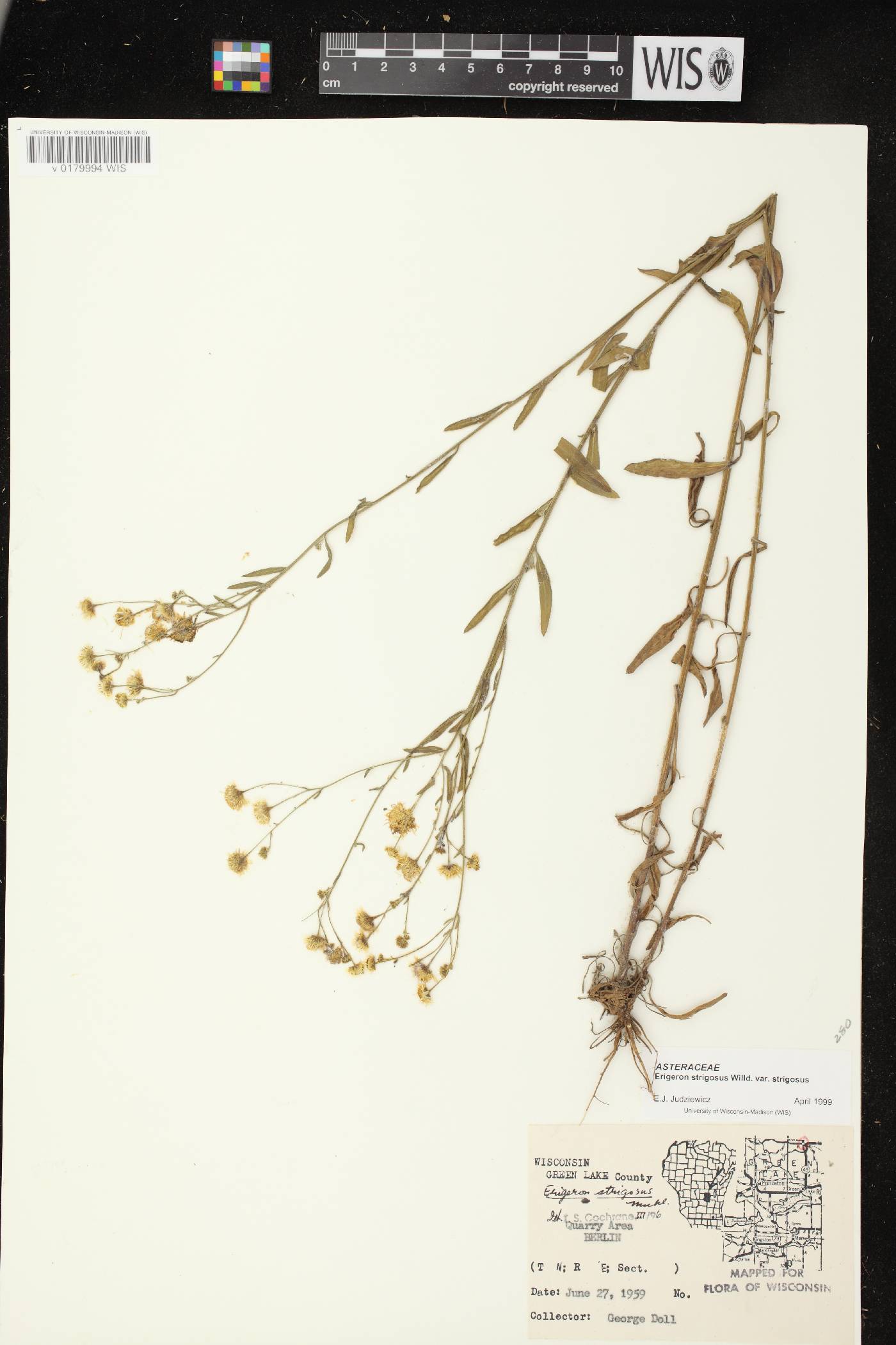 Erigeron strigosus var. strigosus image