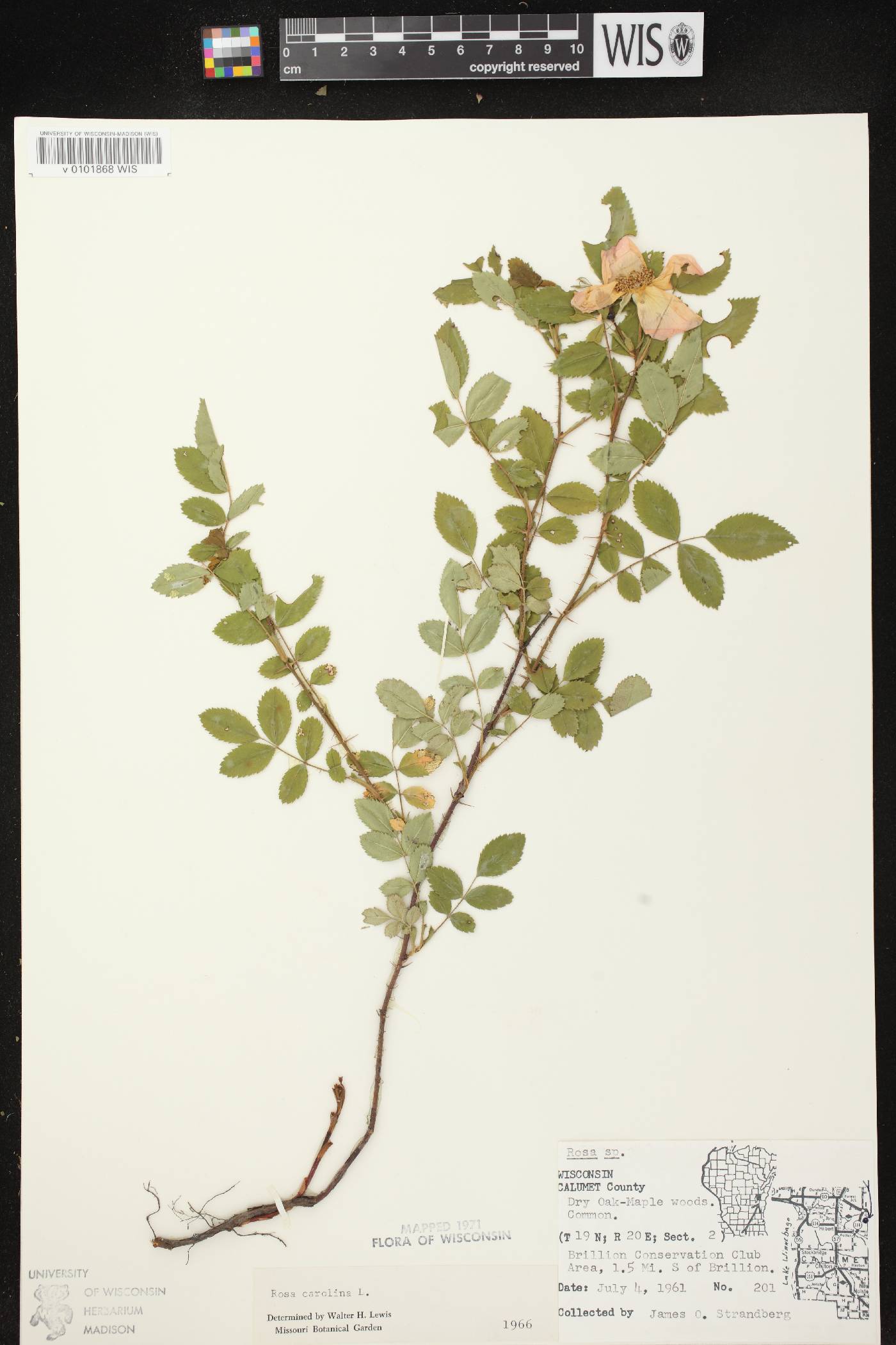 Rosa carolina image
