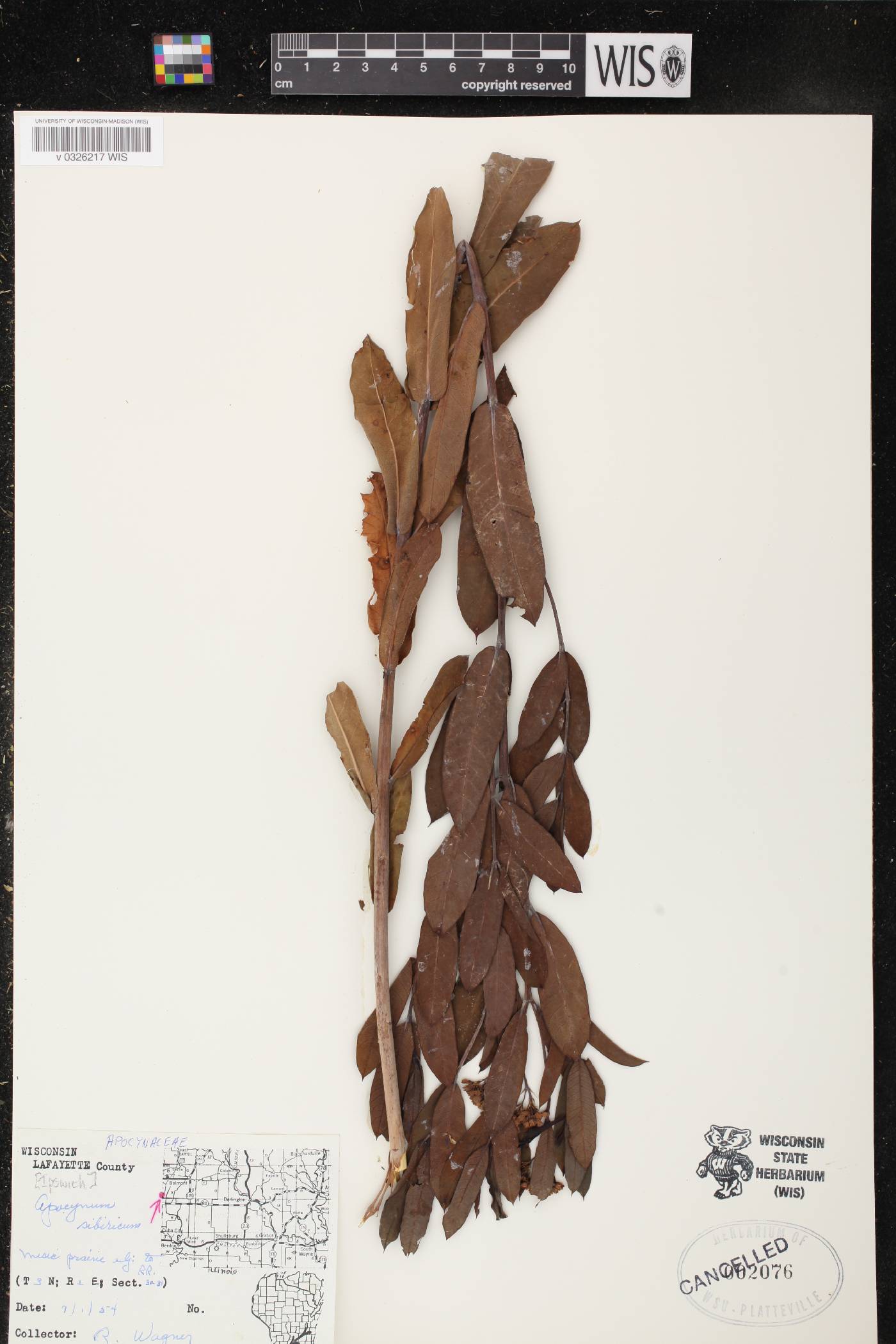 Apocynum cannabinum image