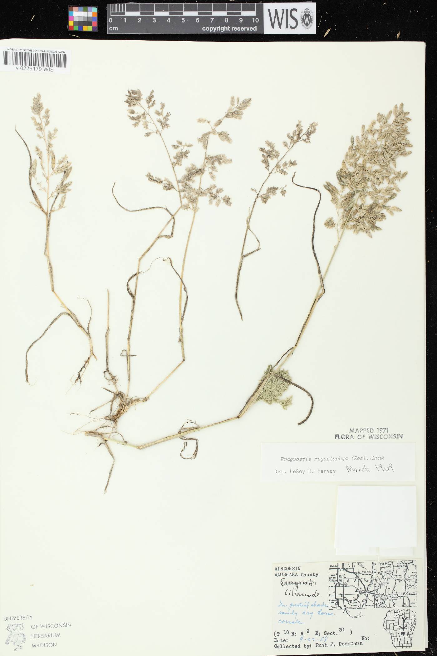 Eragrostis cilianensis image