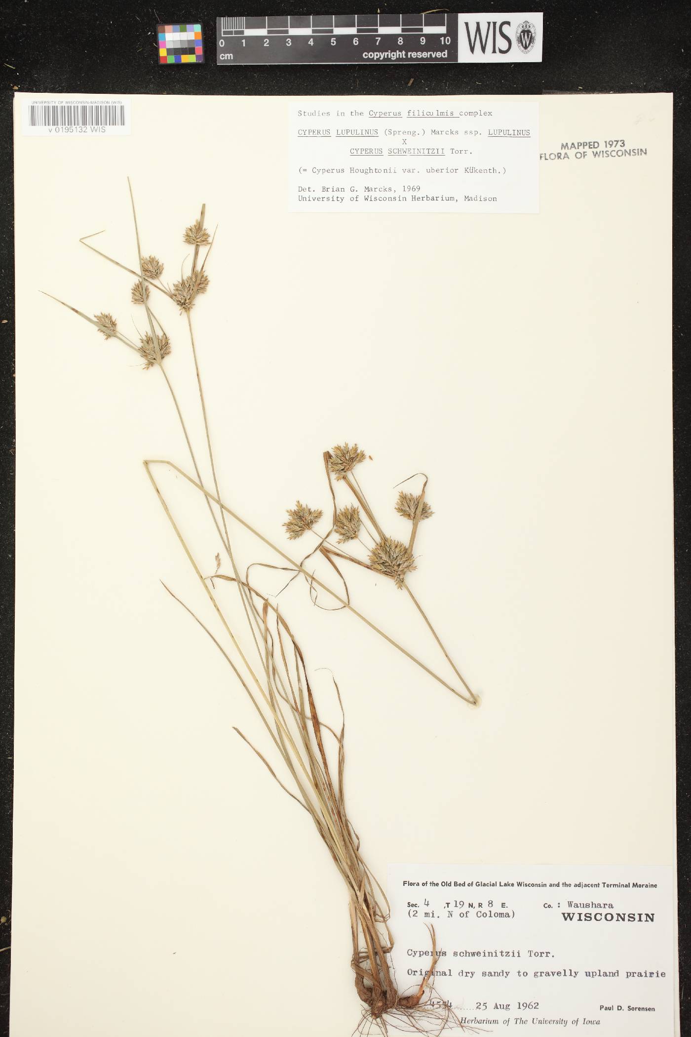 Cyperus X mesochorus image