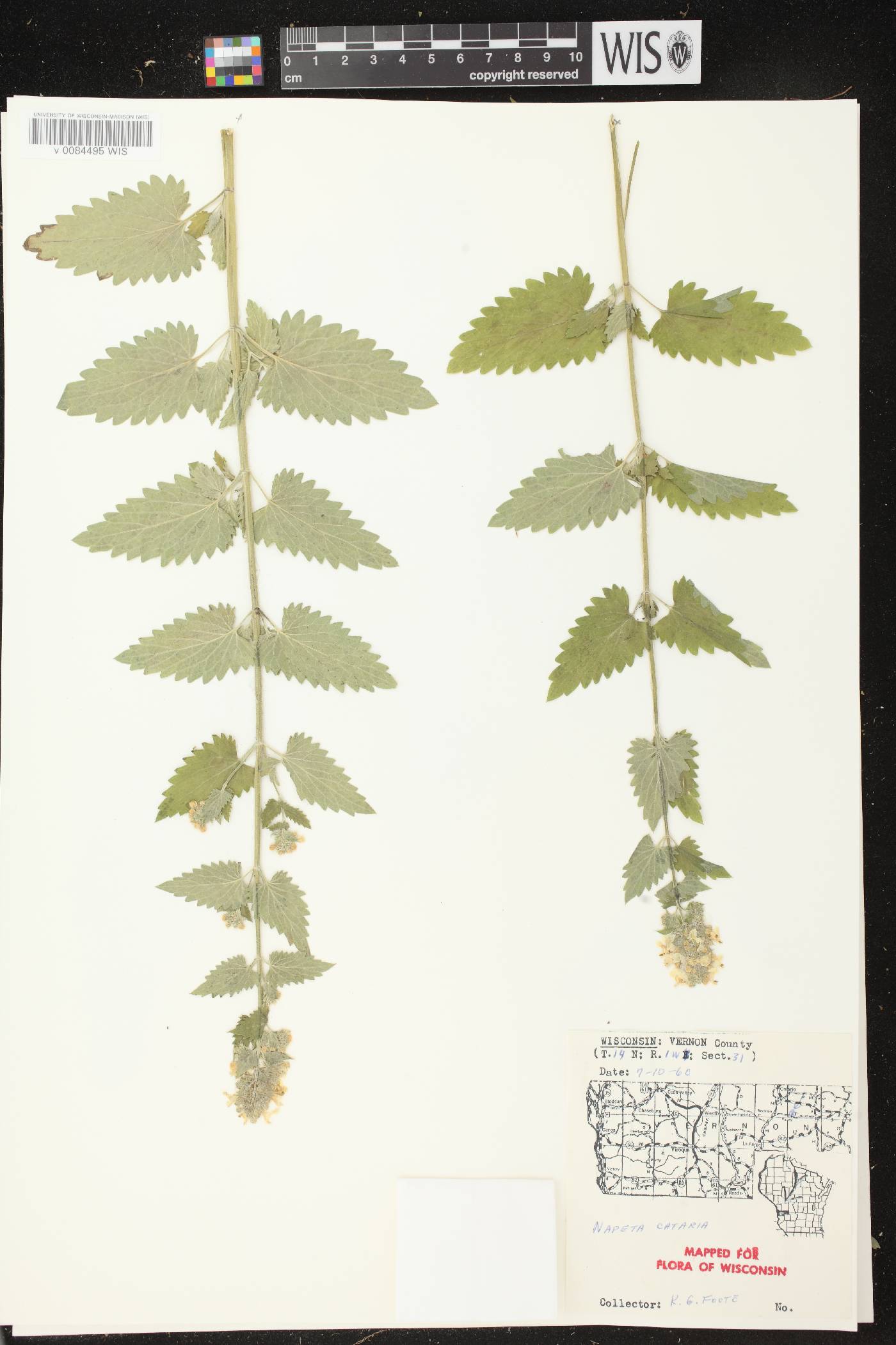 Nepeta cataria image
