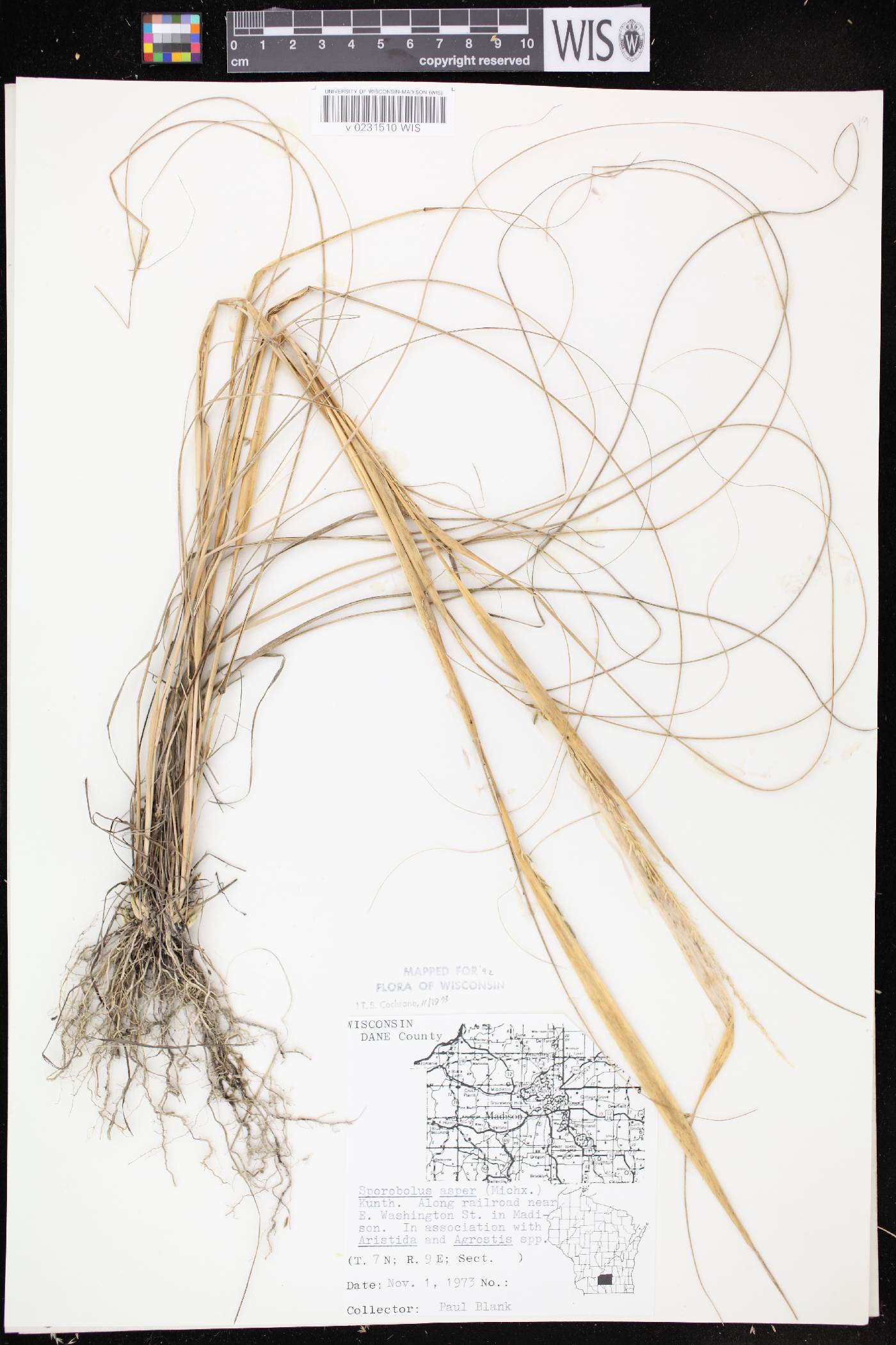 Sporobolus compositus var. compositus image