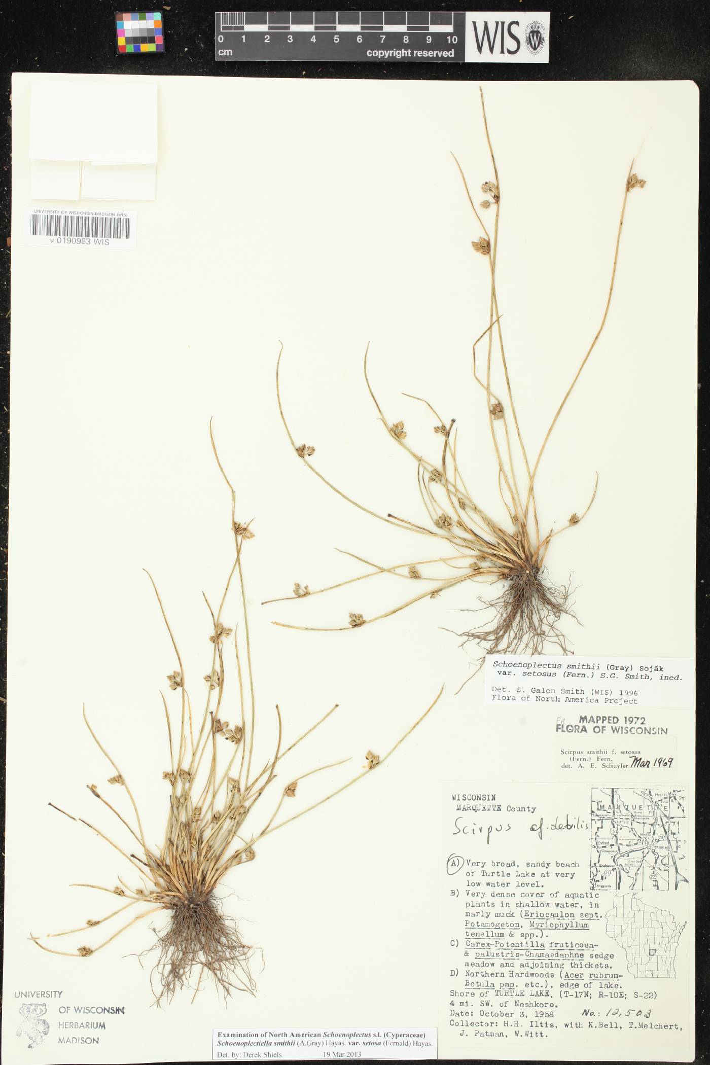 Schoenoplectus smithii image
