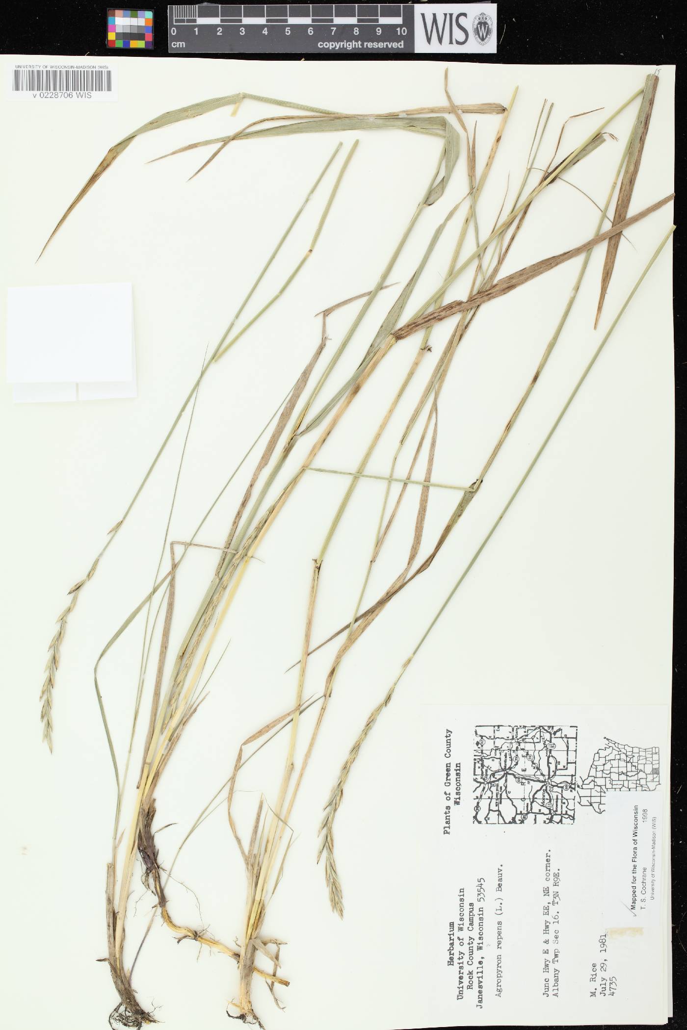 Elymus repens image