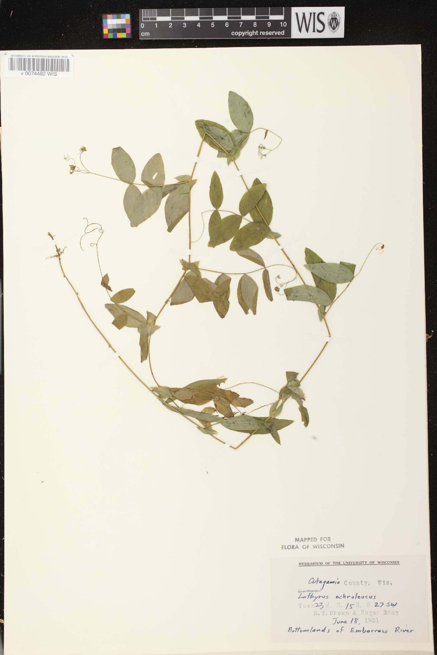 Lathyrus ochroleucus image
