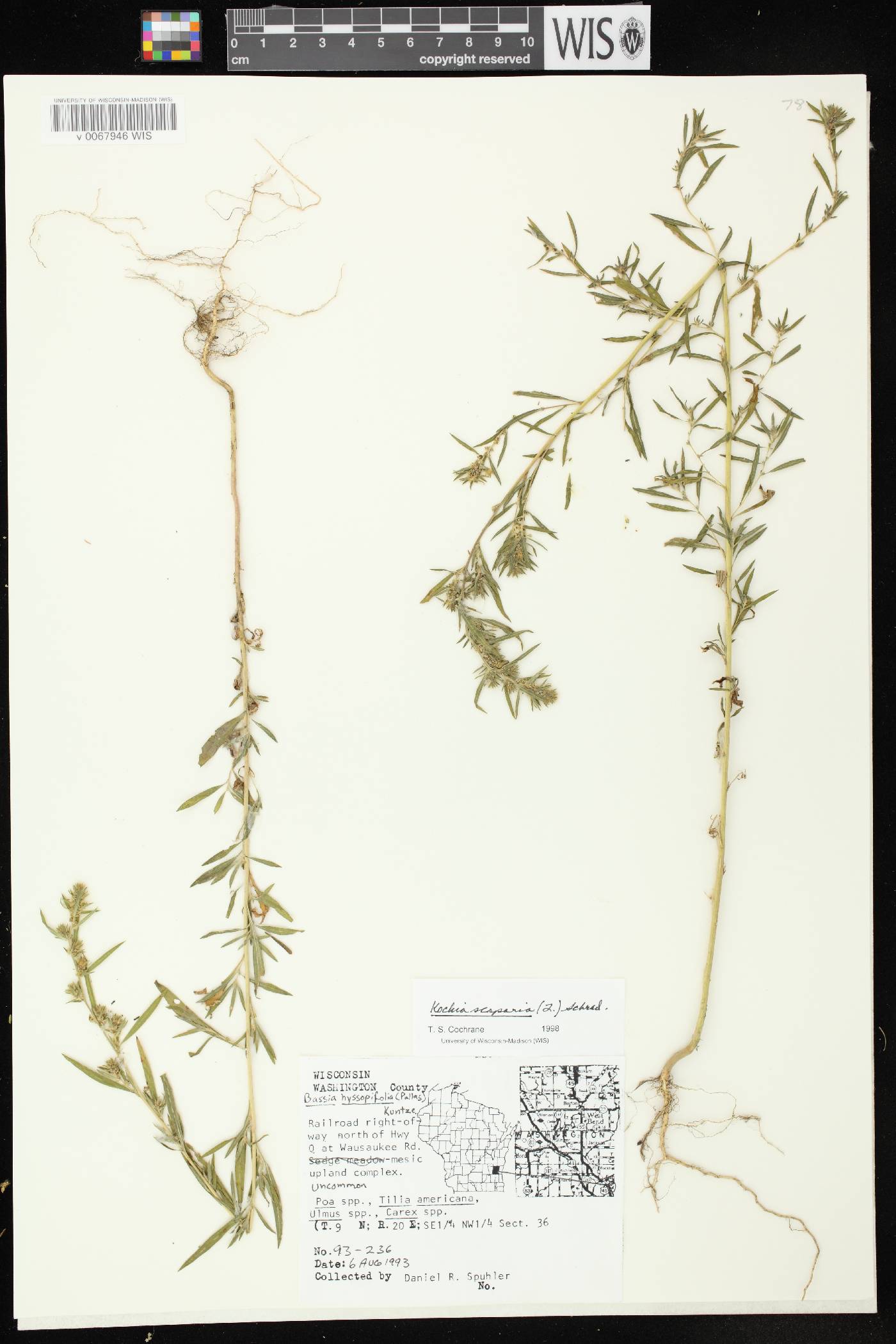 Bassia scoparia image