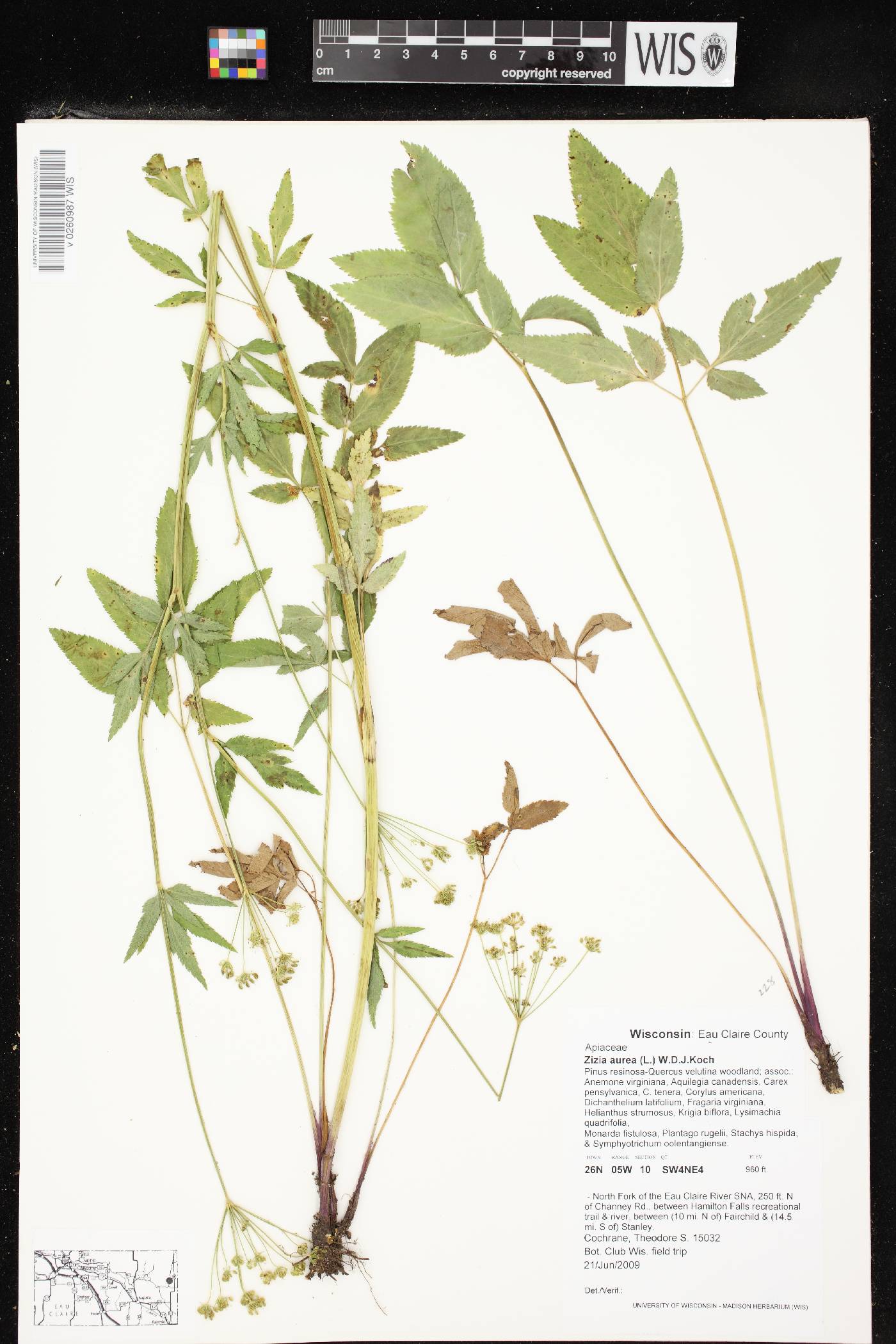 Zizia aurea image