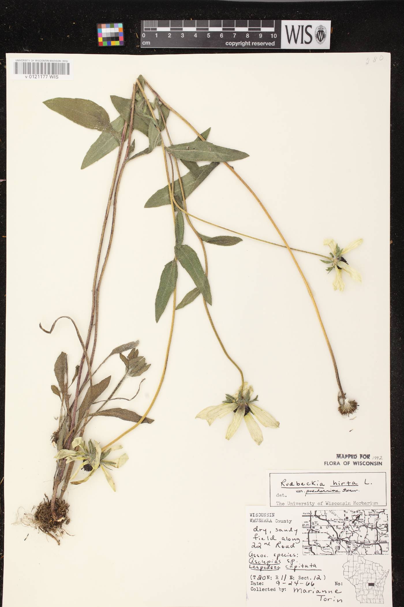 Rudbeckia hirta image