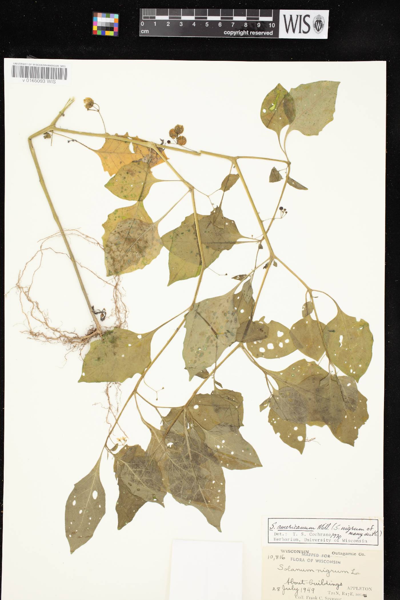 Solanum ptychanthum image